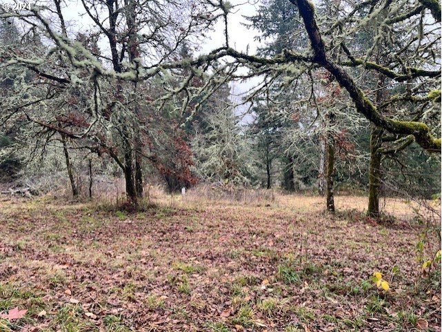 Northwest Plainview Road Portland, OR 97231 - Photo 30 of 37 a large tree in the middle of a yard