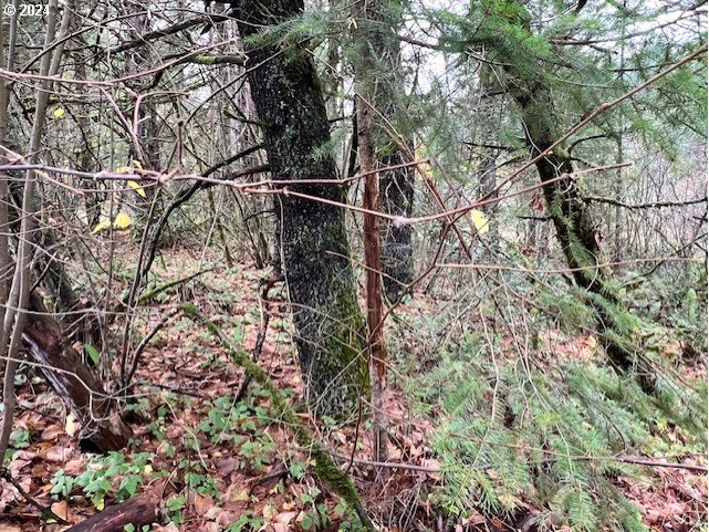 Northwest Plainview Road Portland, OR 97231 - Photo 36 of 37 a backyard of a house with lots of green space
