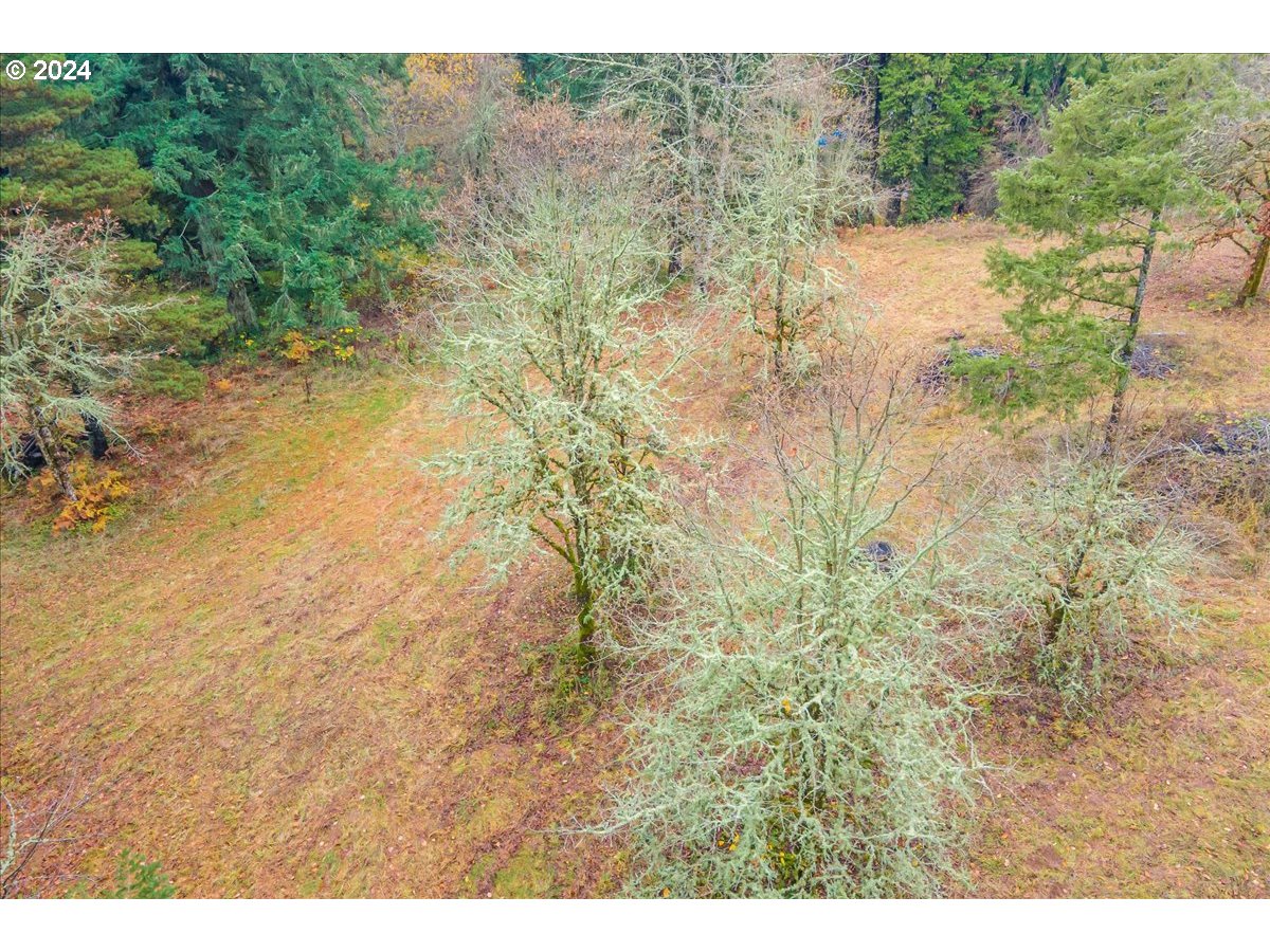 Northwest Plainview Road Portland, OR 97231 - Photo 8 of 37 a view of a yard with a tree