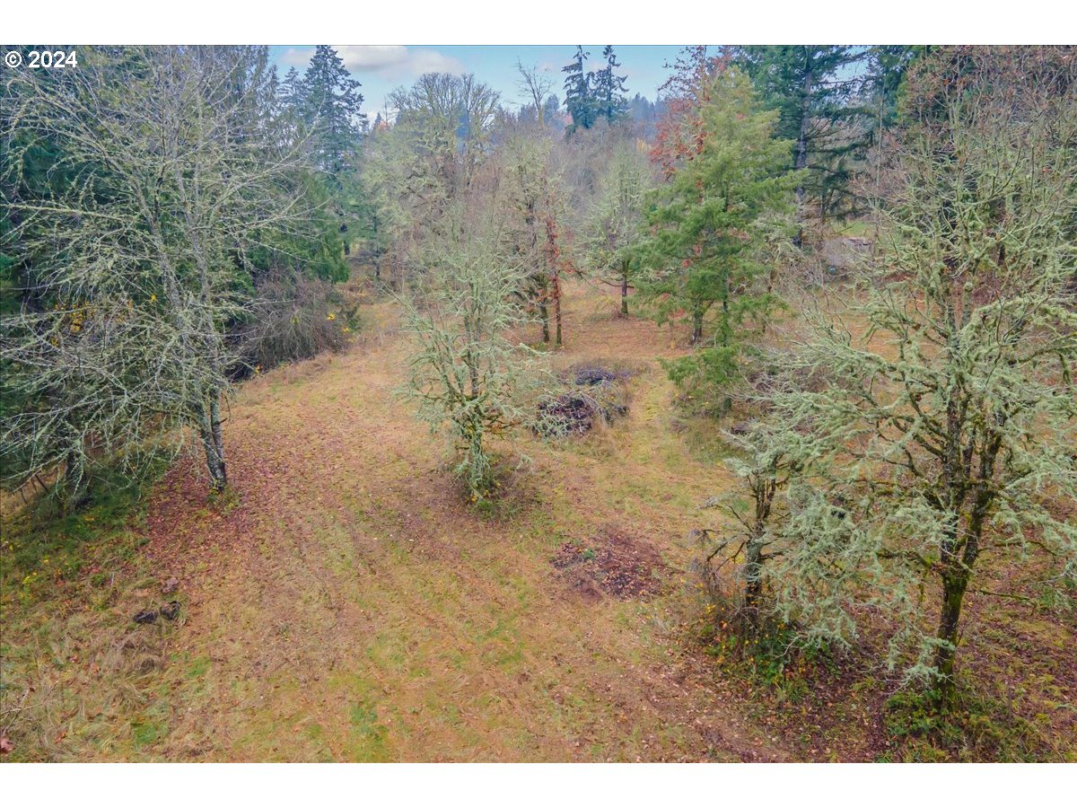 Northwest Plainview Road Portland, OR 97231 - Photo 9 of 37 a view of a dry yard with trees in the background