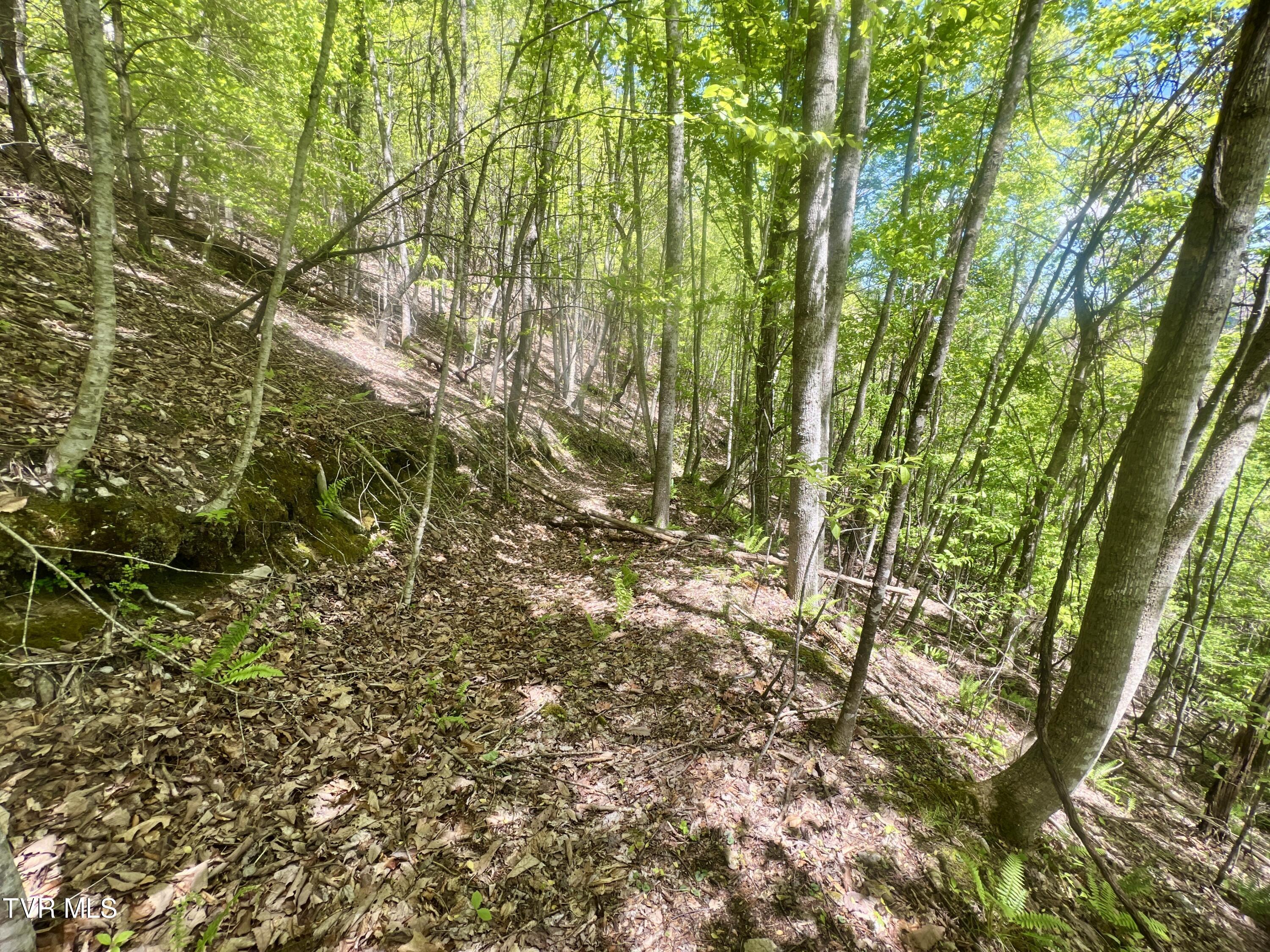 77-ac Sink Valley Road Butler, TN 37640 - Photo 21 of 43 _Pic22 (4)