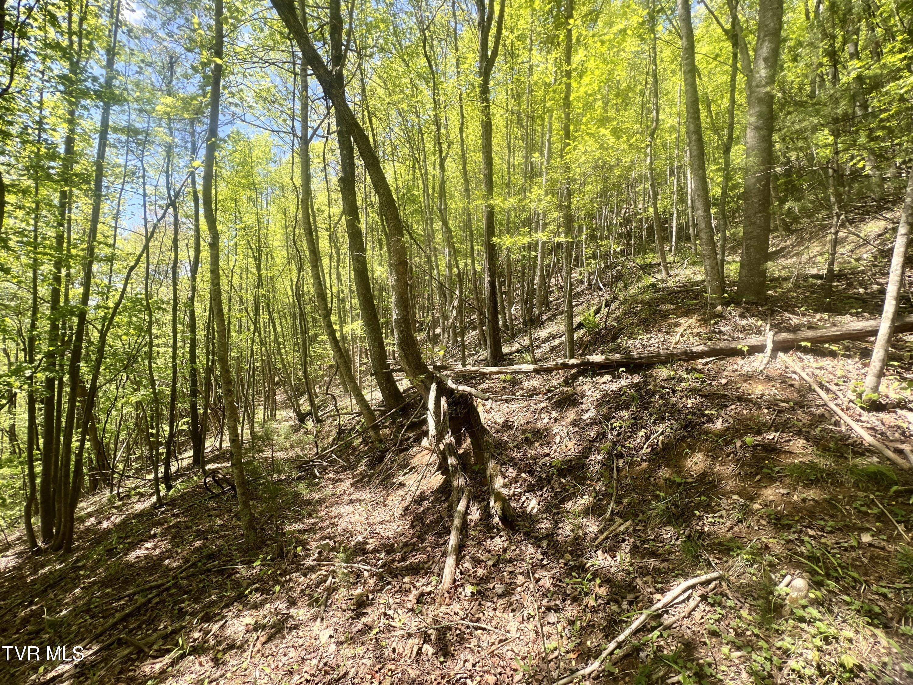 77-ac Sink Valley Road Butler, TN 37640 - Photo 23 of 43 _Pic24 (4)
