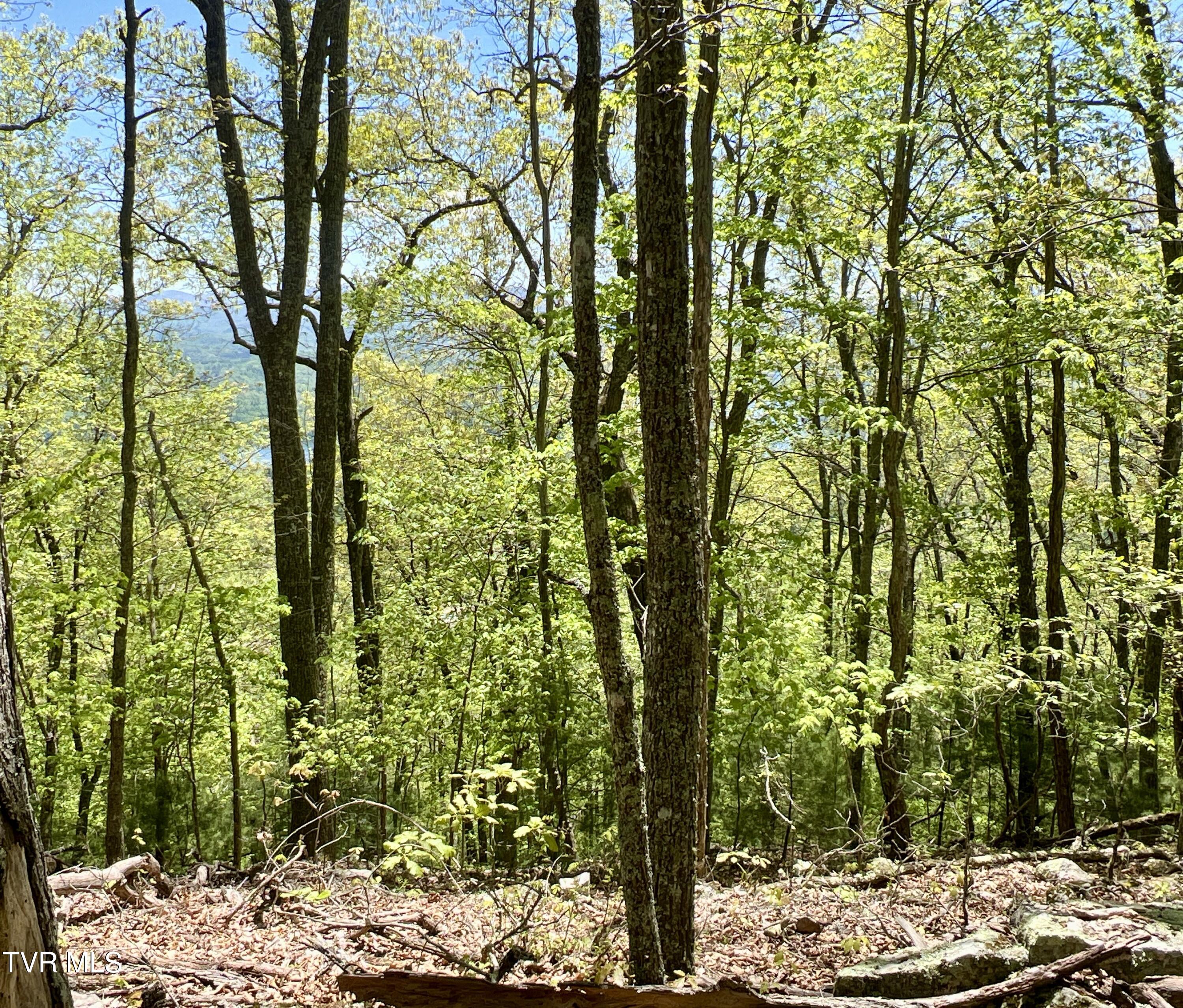 77-ac Sink Valley Road Butler, TN 37640 - Photo 30 of 43 _Pic31 (4)