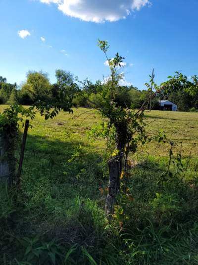 0 Mullins Chapel Road Shelbyville, TN 37160 - Photo 15 of 69