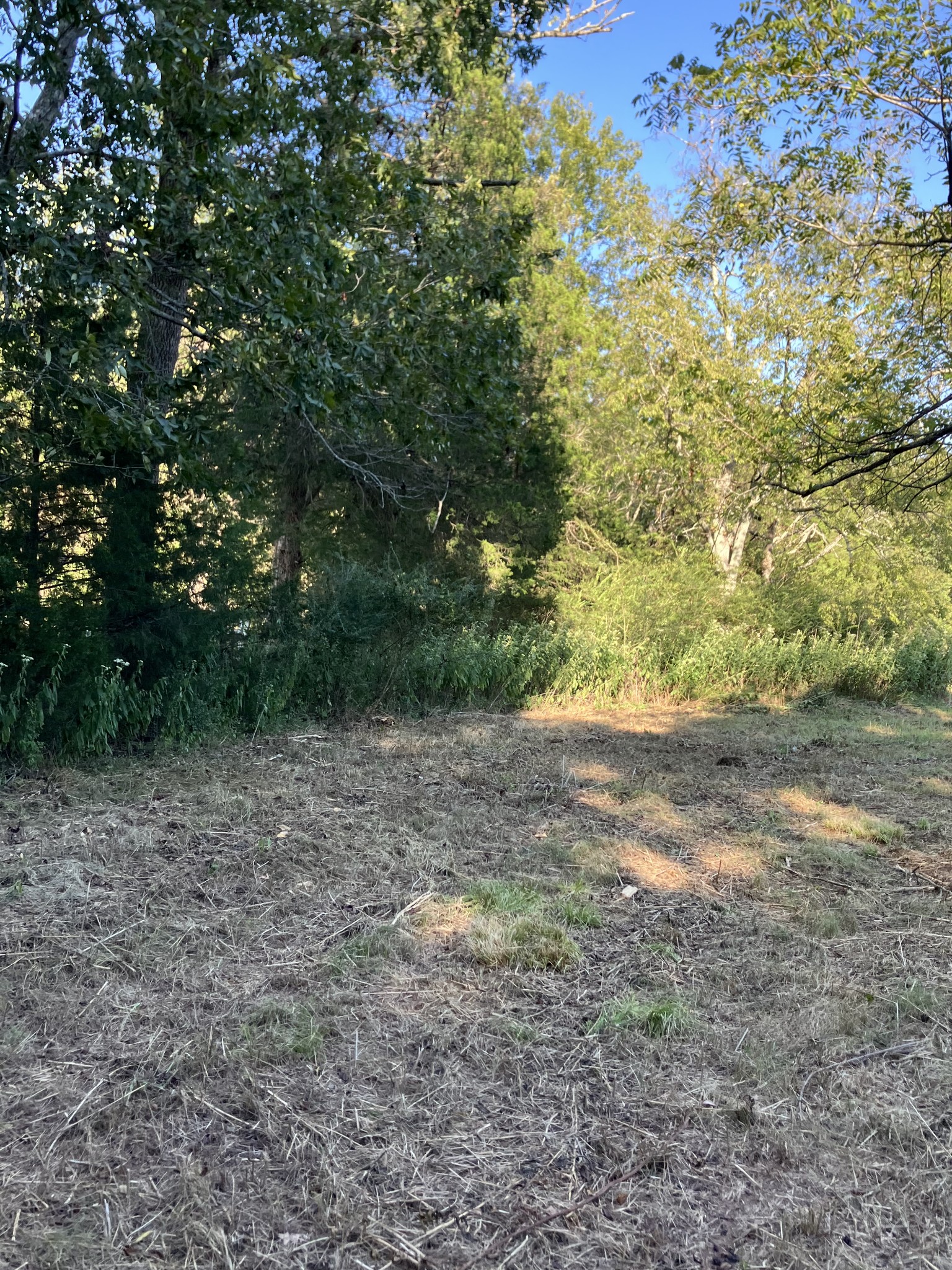 0 Mullins Chapel Road Shelbyville, TN 37160 - Photo 17 of 69 a view of a yard with a tree