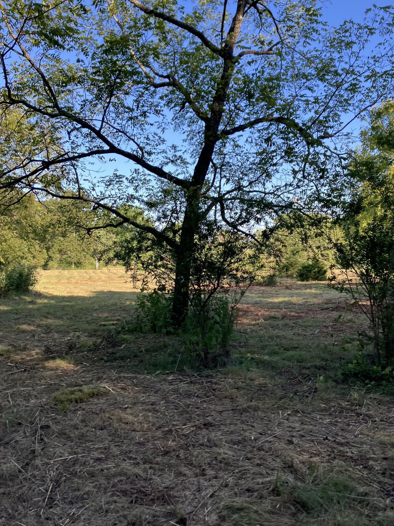 0 Mullins Chapel Road Shelbyville, TN 37160 - Photo 18 of 69 a view of a yard with a tree