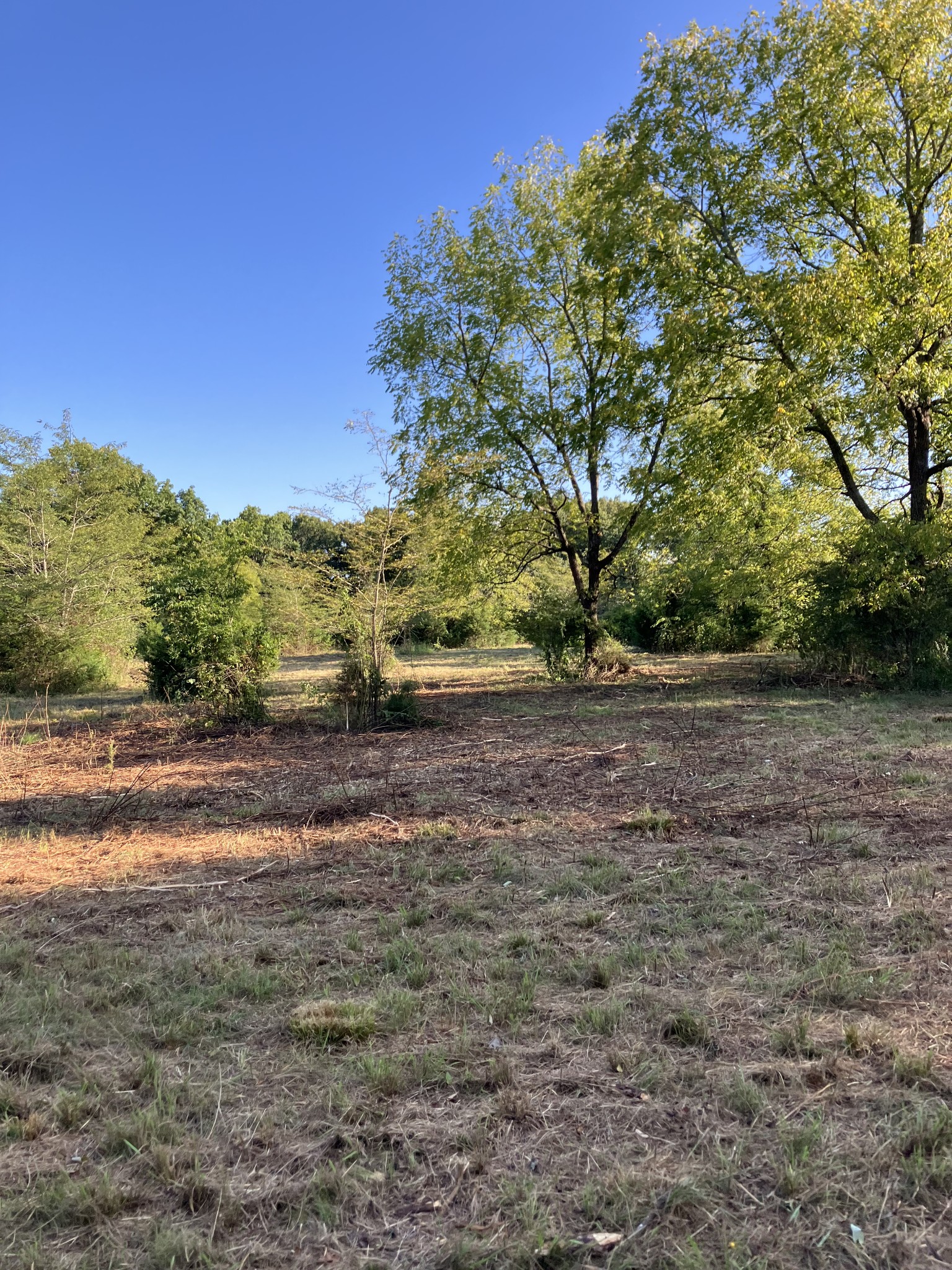 0 Mullins Chapel Road Shelbyville, TN 37160 - Photo 22 of 69 a view of a yard with a tree