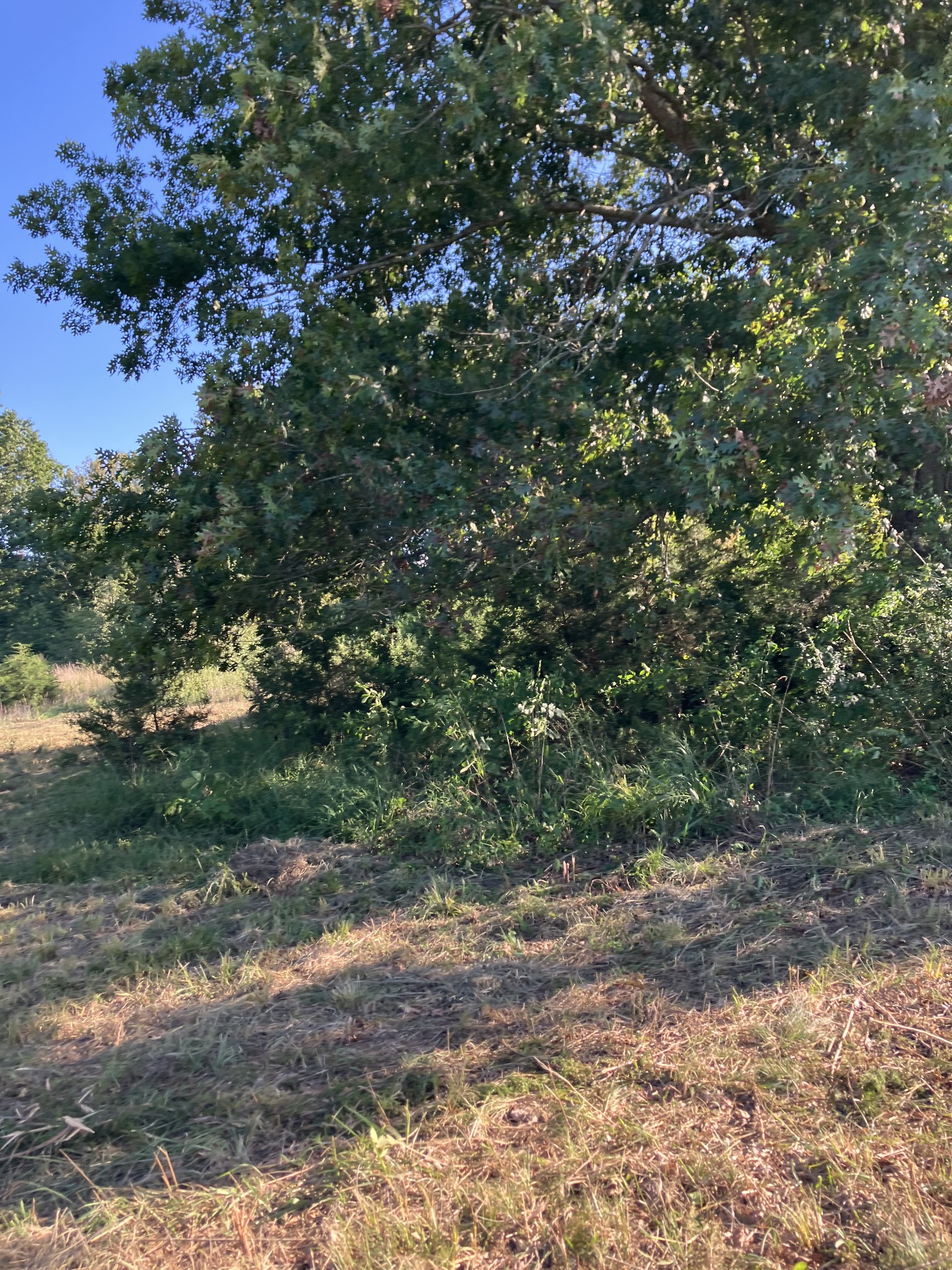 0 Mullins Chapel Road Shelbyville, TN 37160 - Photo 27 of 69 a view of a large yard with lots of trees