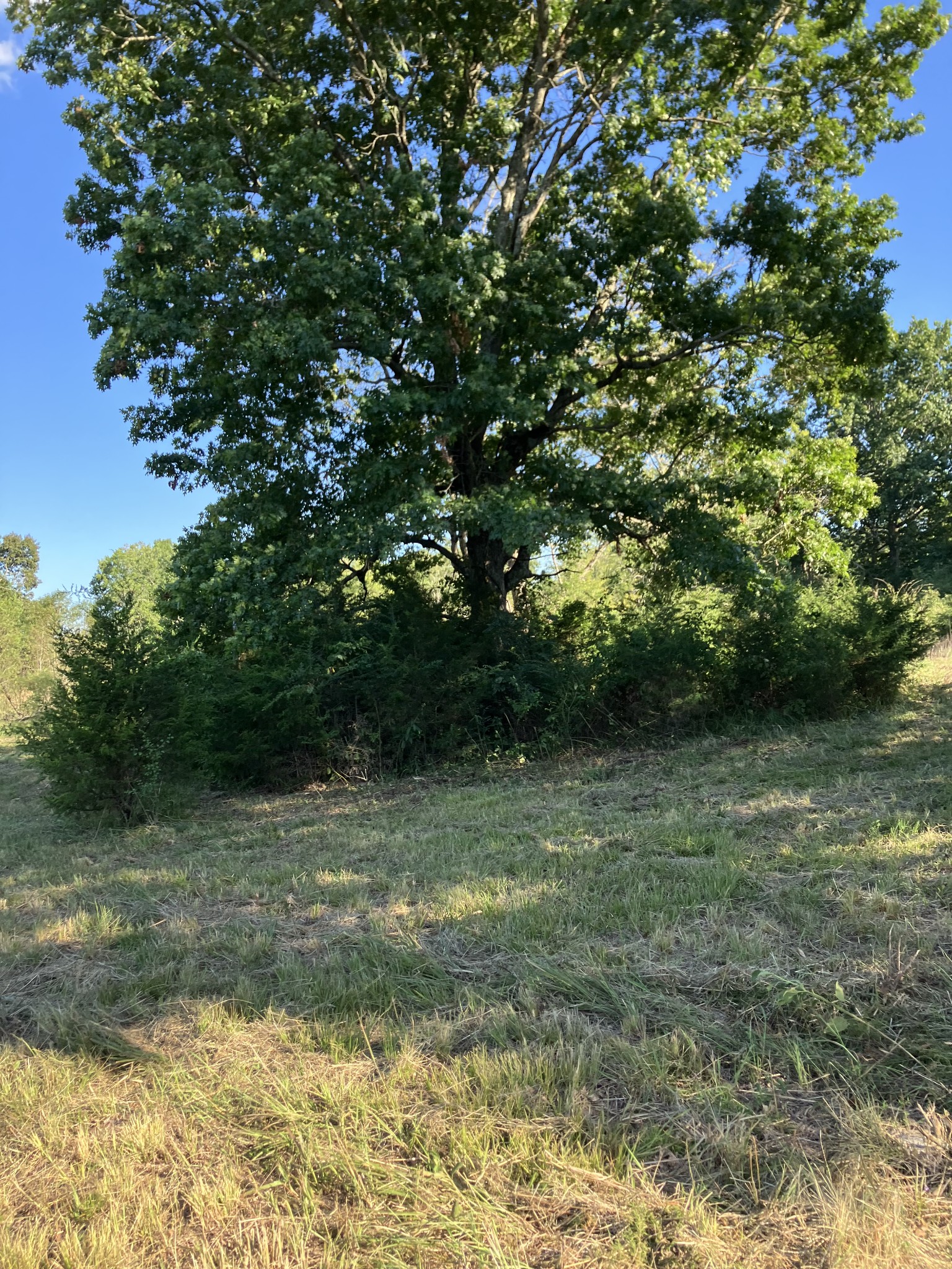 0 Mullins Chapel Road Shelbyville, TN 37160 - Photo 28 of 69