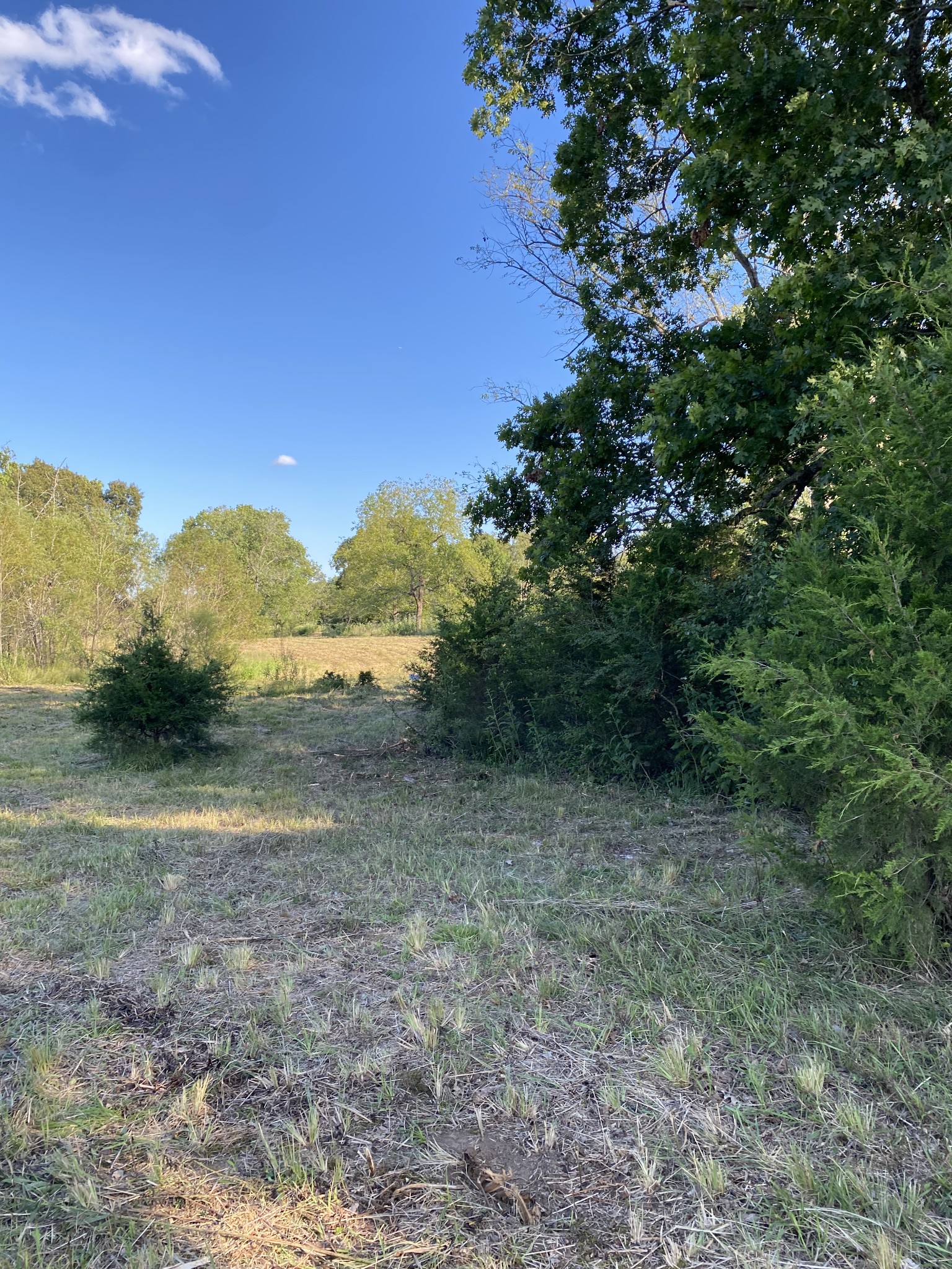 0 Mullins Chapel Road Shelbyville, TN 37160 - Photo 29 of 69 a view of a yard with a tree