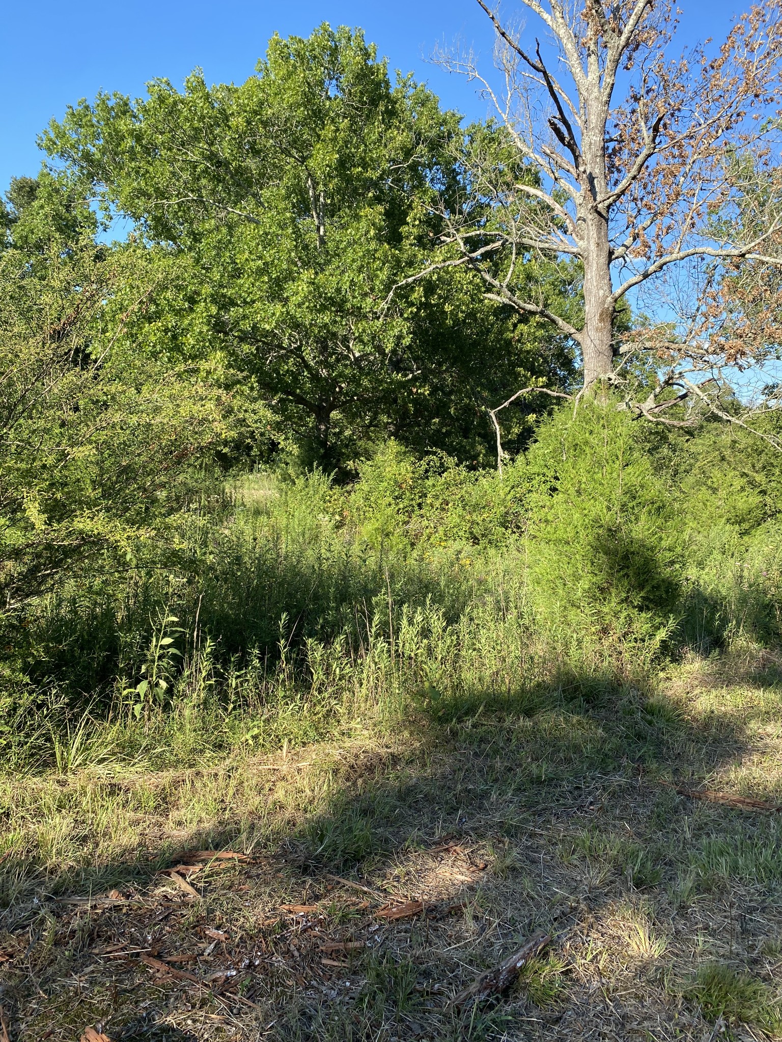 0 Mullins Chapel Road Shelbyville, TN 37160 - Photo 32 of 69