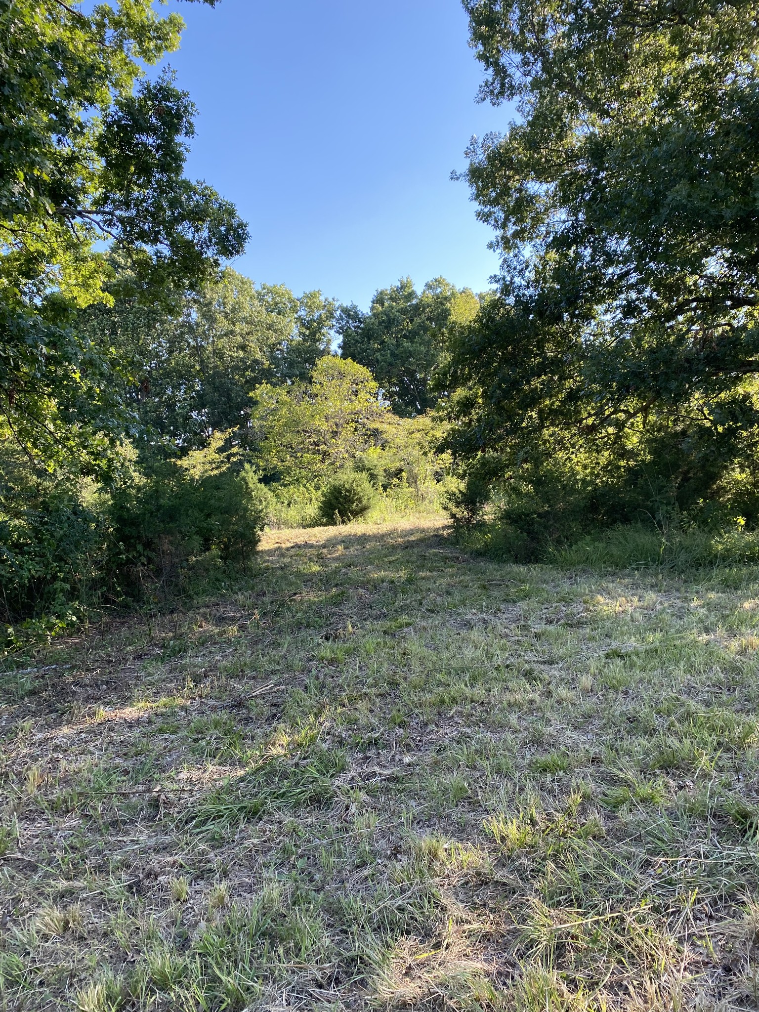 0 Mullins Chapel Road Shelbyville, TN 37160 - Photo 33 of 69 a view of a yard with plants and large trees