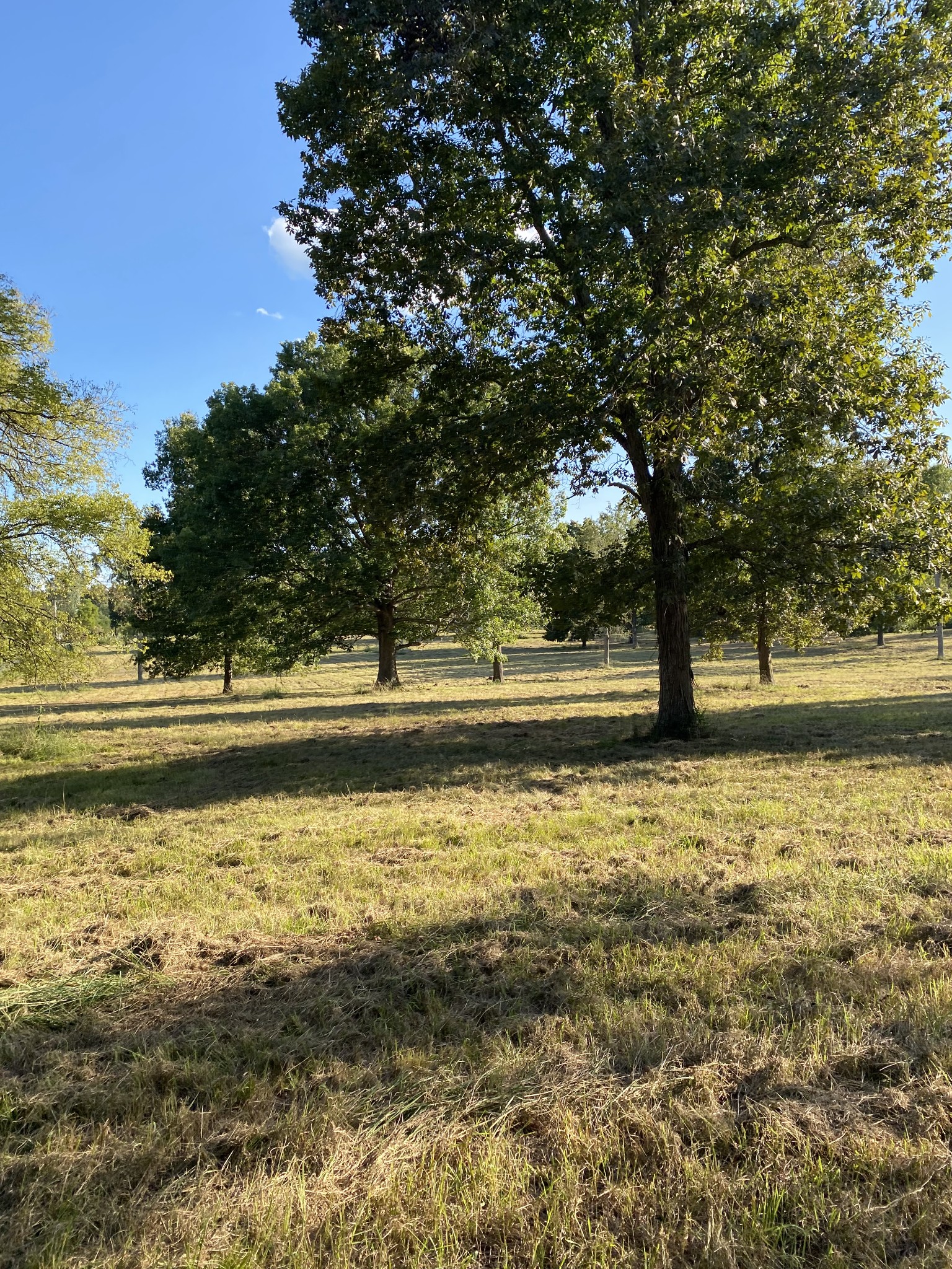 0 Mullins Chapel Road Shelbyville, TN 37160 - Photo 37 of 69