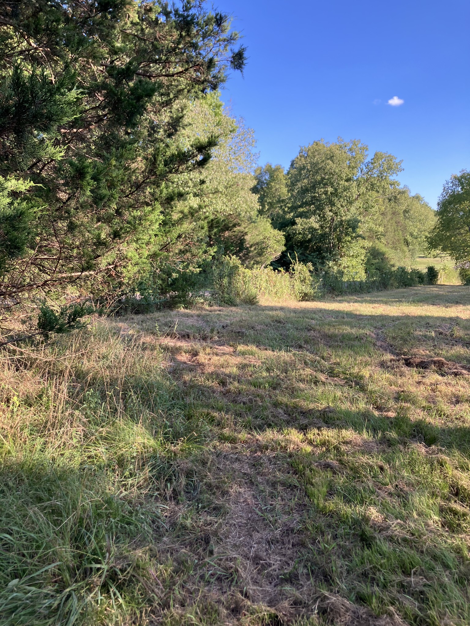0 Mullins Chapel Road Shelbyville, TN 37160 - Photo 39 of 69 a view of a yard with a tree