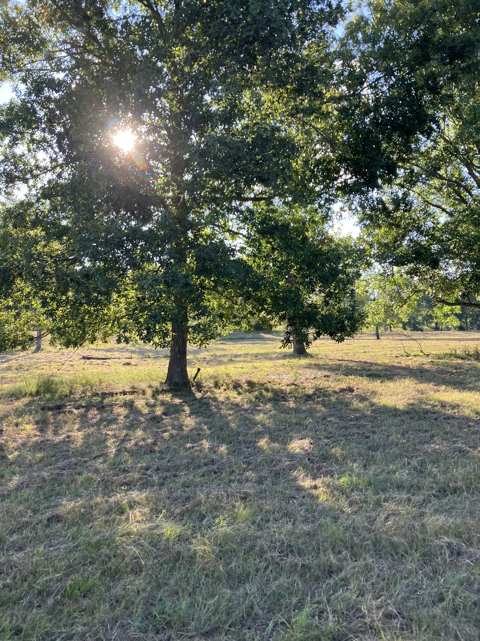 0 Mullins Chapel Road Shelbyville, TN 37160 - Photo 41 of 69 a view of yard with green space