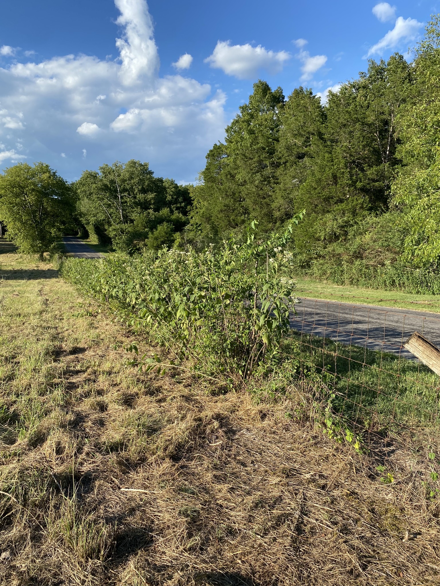 0 Mullins Chapel Road Shelbyville, TN 37160 - Photo 43 of 69 a view of a yard with plants and a bench
