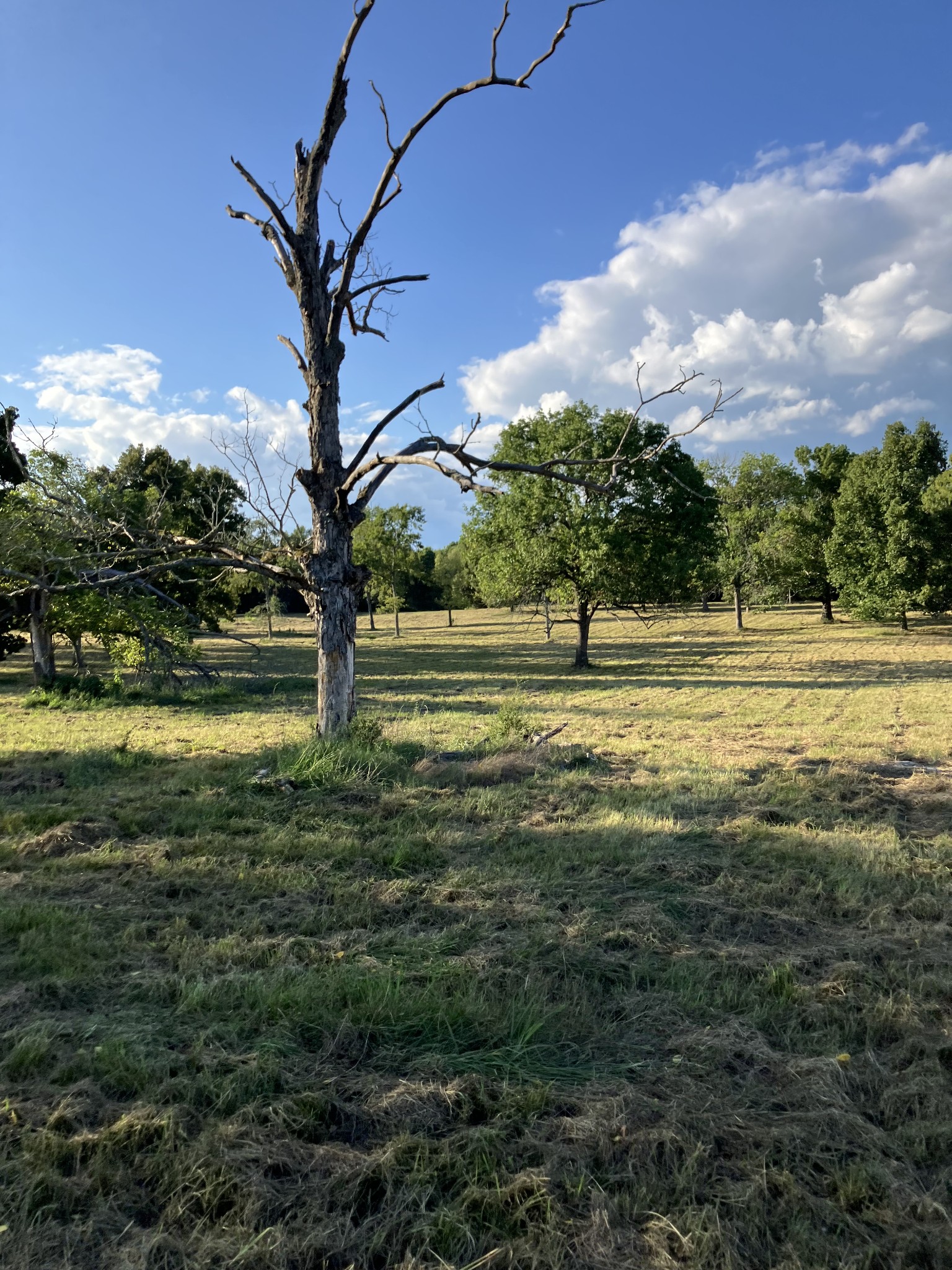 0 Mullins Chapel Road Shelbyville, TN 37160 - Photo 46 of 69 a view of outdoor space with garden