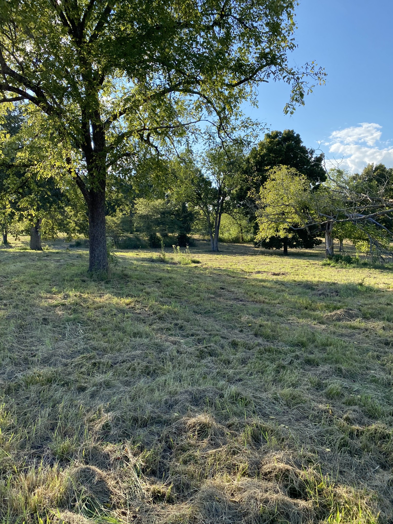 0 Mullins Chapel Road Shelbyville, TN 37160 - Photo 49 of 69 a big yard with lots of green space and trees