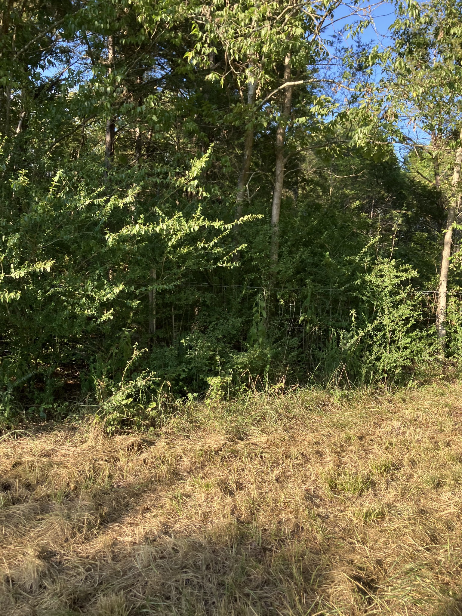 0 Mullins Chapel Road Shelbyville, TN 37160 - Photo 55 of 69 a view of a yard