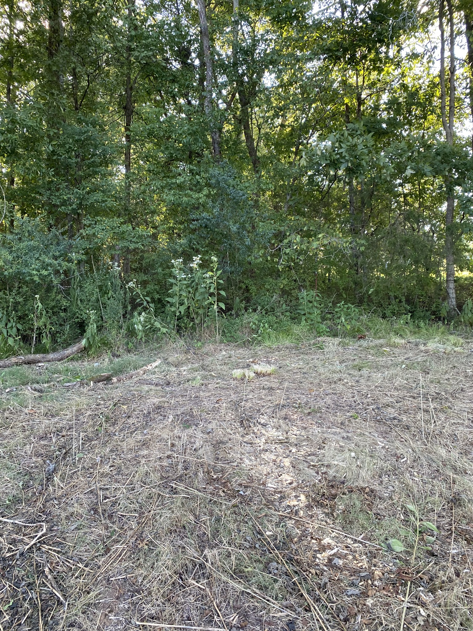 0 Mullins Chapel Road Shelbyville, TN 37160 - Photo 57 of 69 a view of a yard with a tree