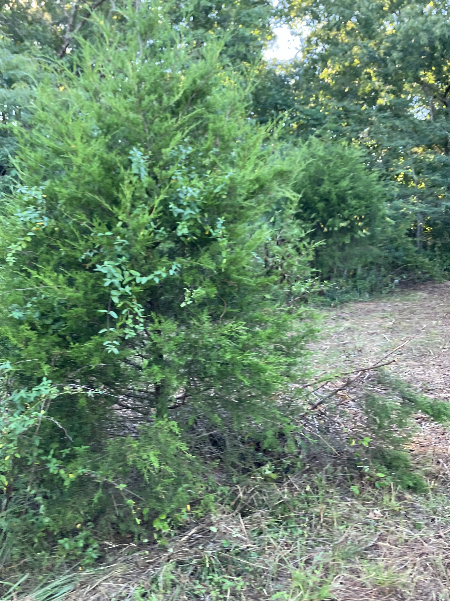 0 Mullins Chapel Road Shelbyville, TN 37160 - Photo 59 of 69 a view of a lush green forest