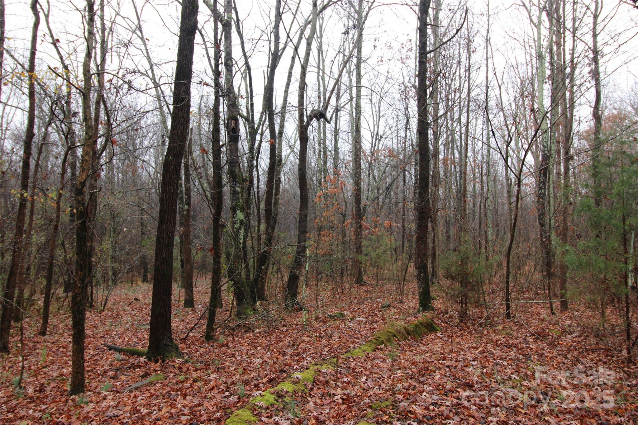 3-ac Eaker Road, Unit LOT 8 Bessemer City, NC 28016 - Photo 3 of 5 a view of forest