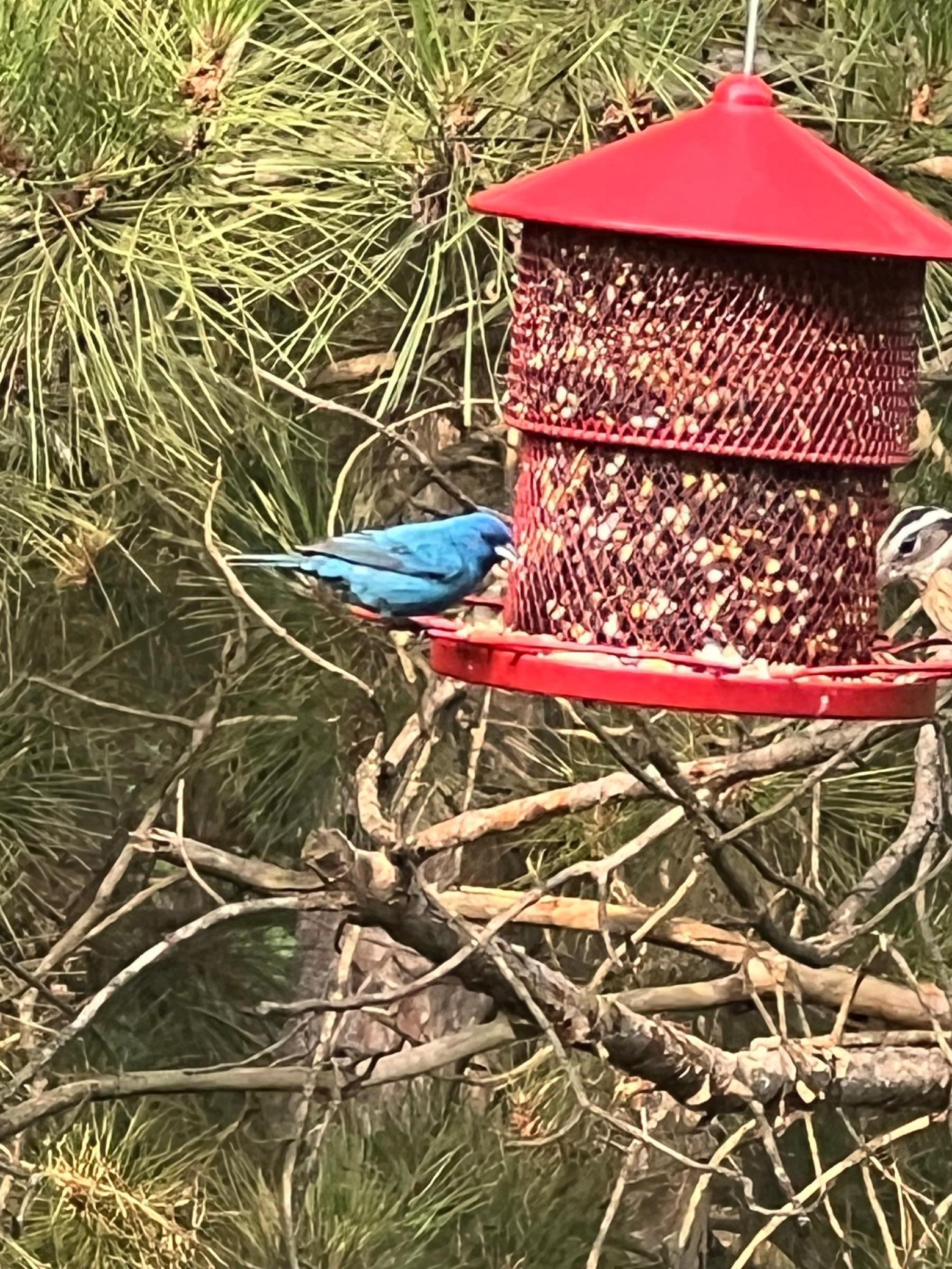 21873 Drake Street Northwest Oak Grove, MN 55011 - Photo 62 of 67