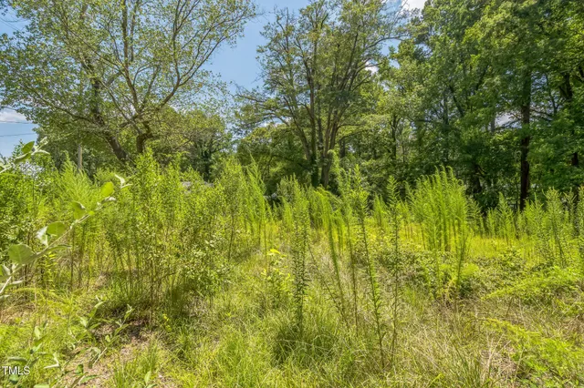 a view of lush green trees