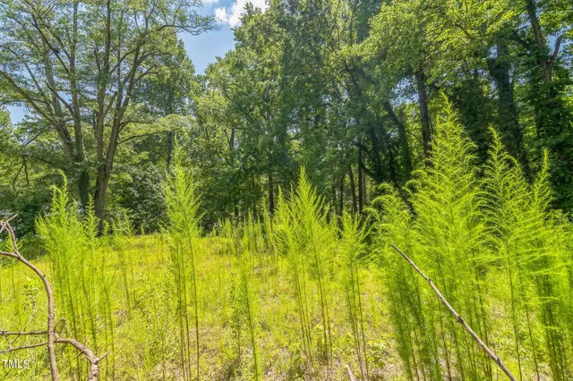 a view of residential trees with plants