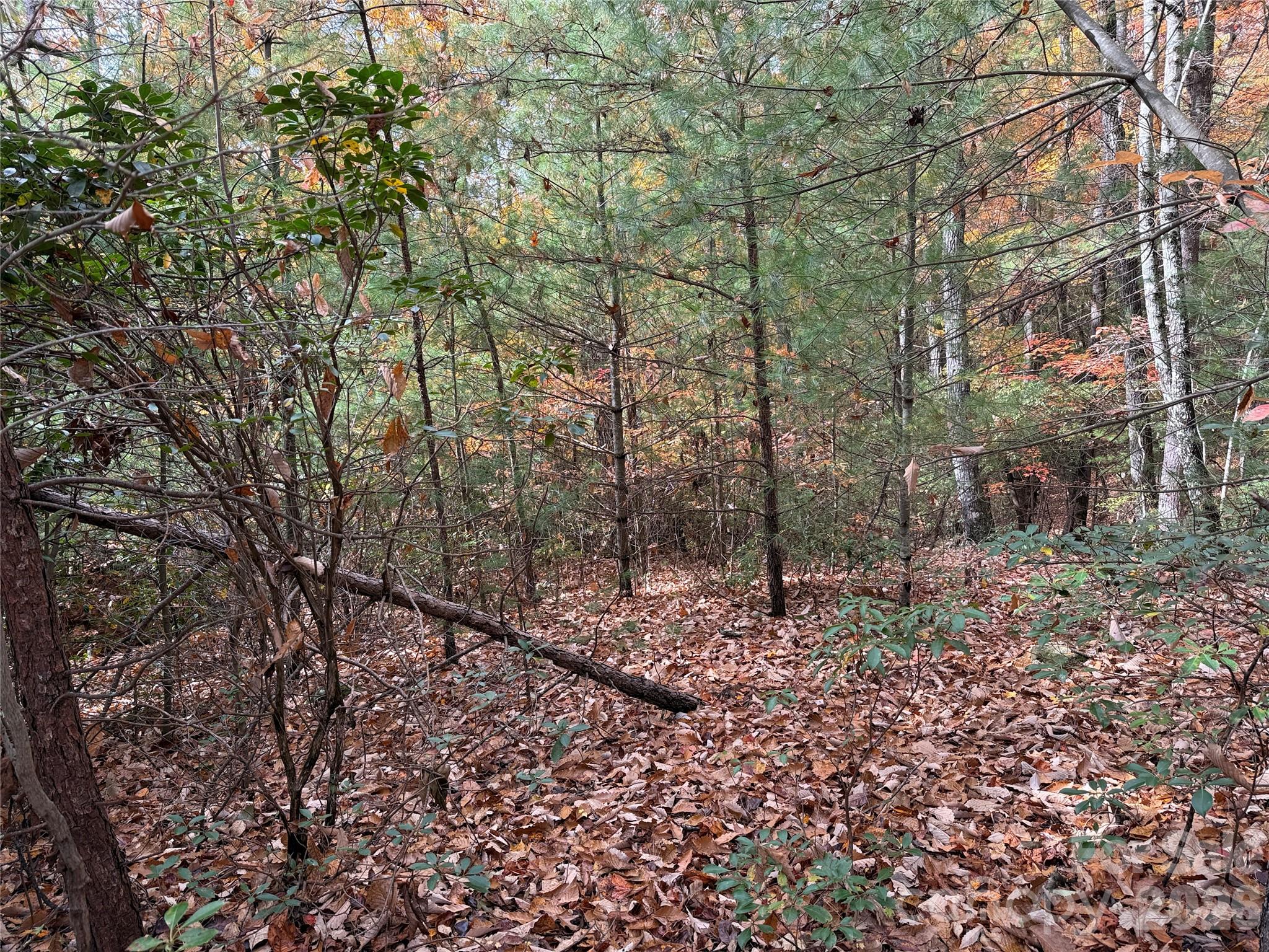 Tbd Casey Mountain Road, Unit 209 Purlear, NC 28665 - Photo 8 of 34 Gallery Image 8