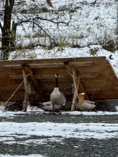 995 Suncrest Road Talent, OR 97540 - Photo 90 of 96 geese
