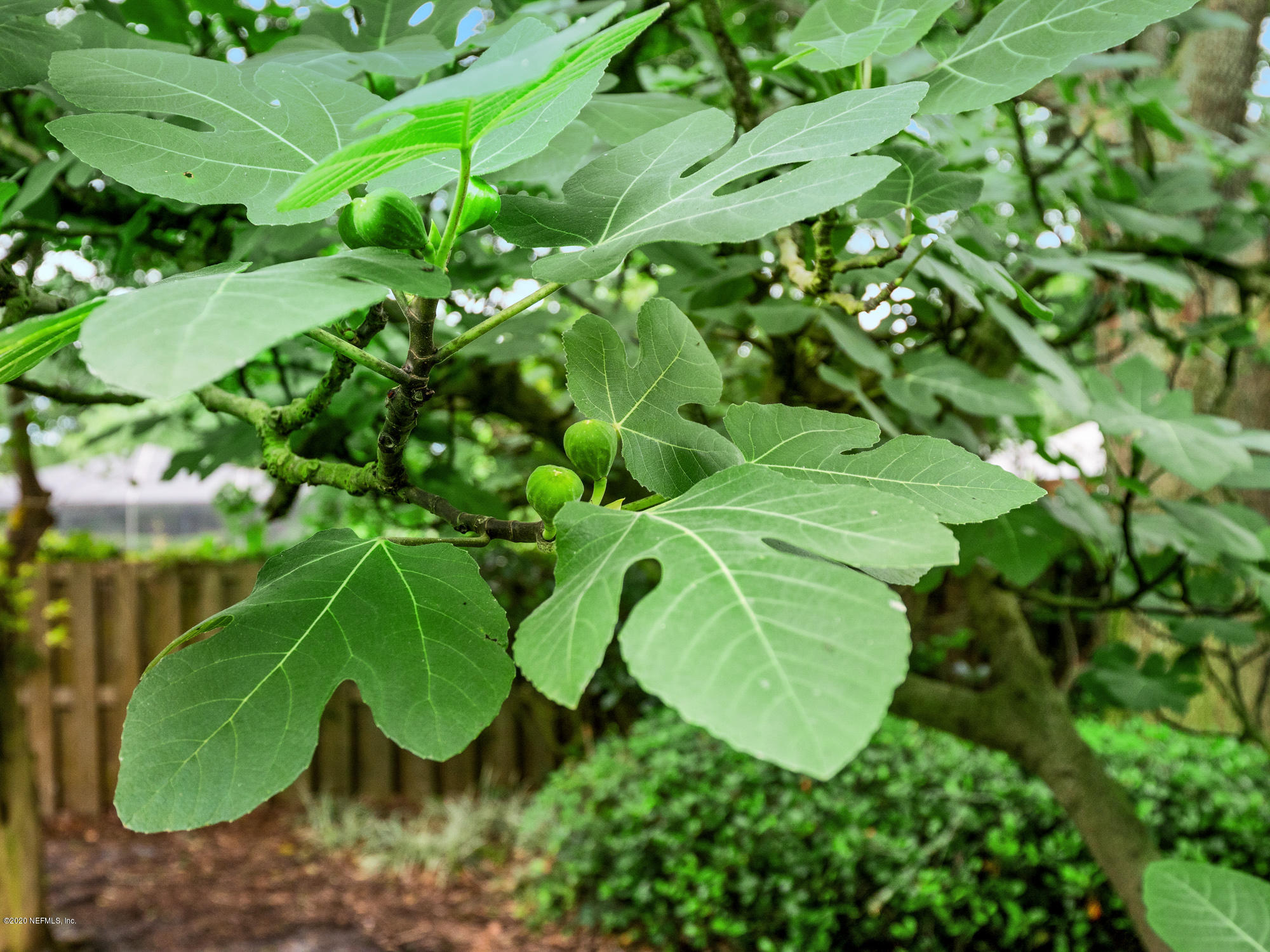 8224 Woodgrove Road Jacksonville, FL 32256 - Photo 29 of 43 Fig Tree-29