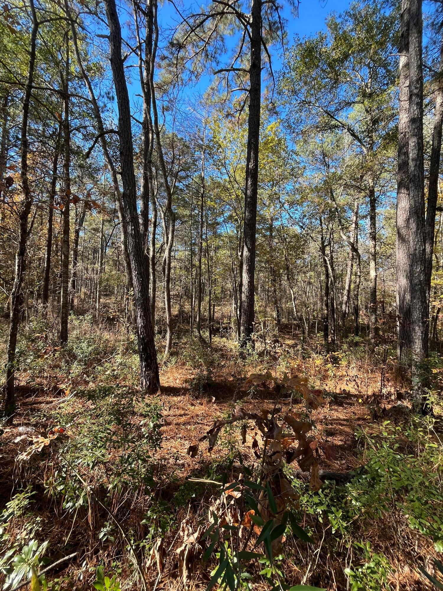 Delton Masters Road Provencal, LA 71468 - Photo 1 of 1 Gallery Image 1