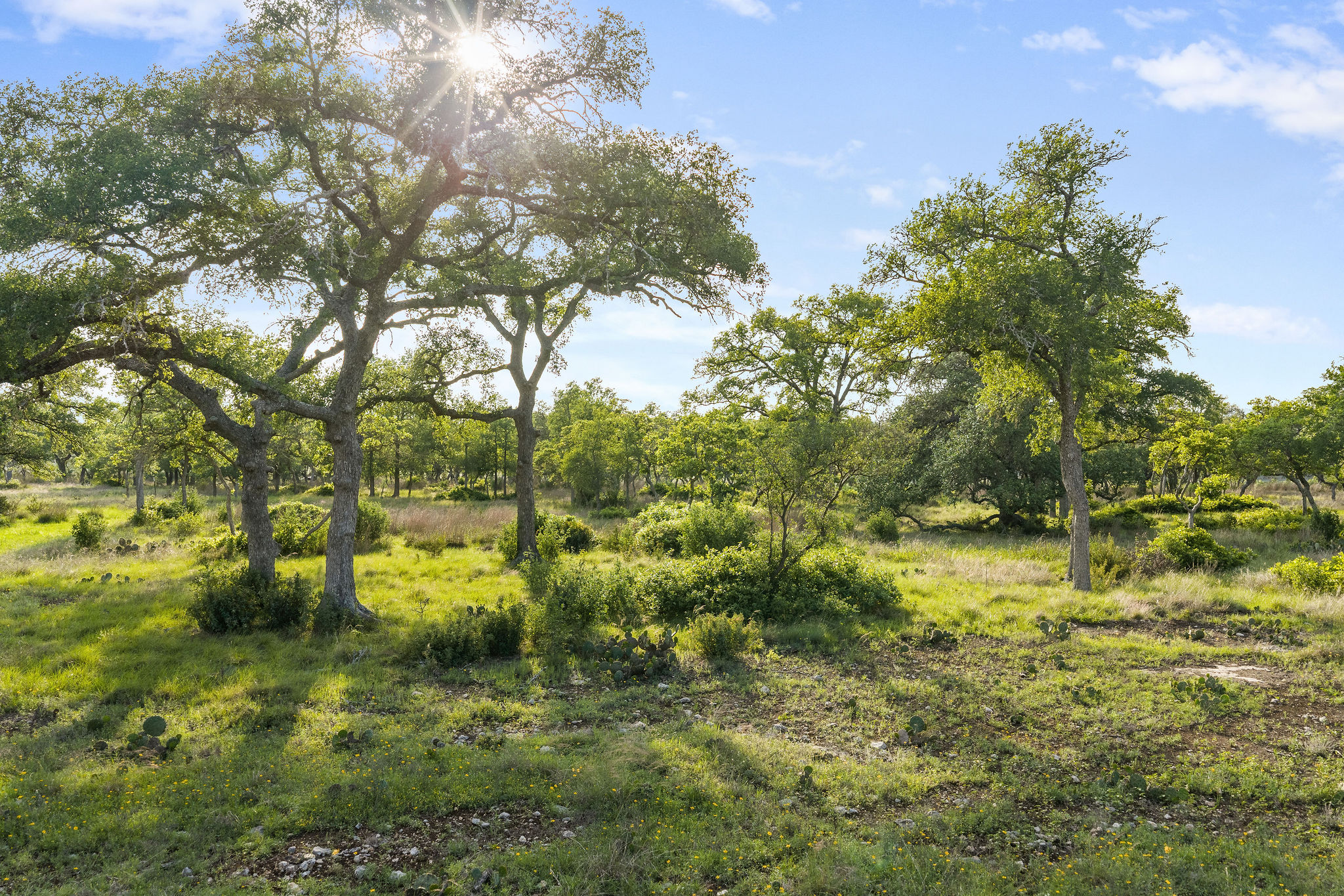 103-205 Mount Gainor Road Dripping Springs, TX 78620 - Photo 7 of 40 205 Mount Gainor