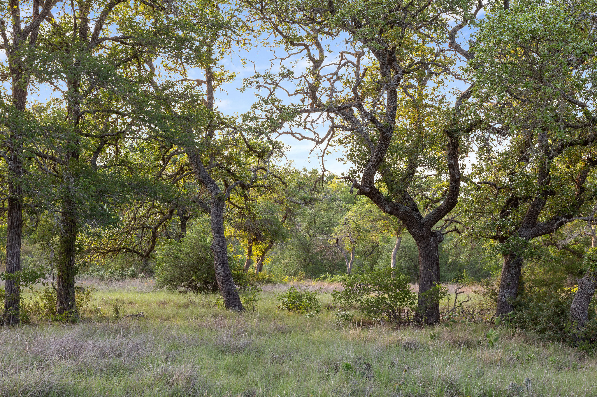 103-205 Mount Gainor Road Dripping Springs, TX 78620 - Photo 10 of 40 205 Mount Gainor