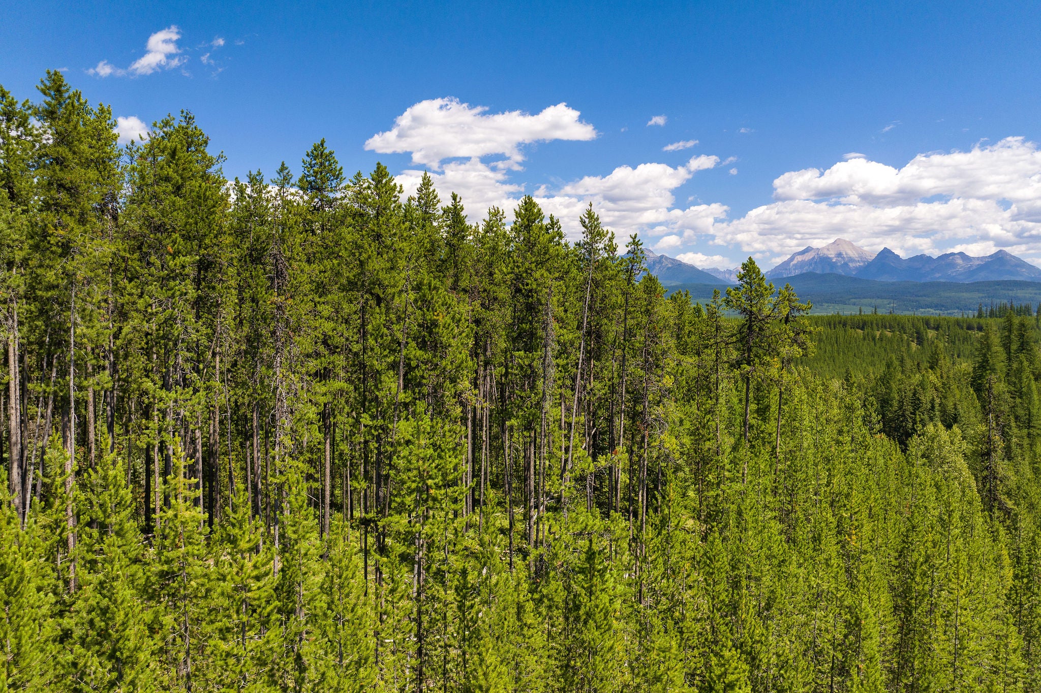 11680 North Fork Road Polebridge, MT 59928 - Photo 34 of 37 Gallery Image 34