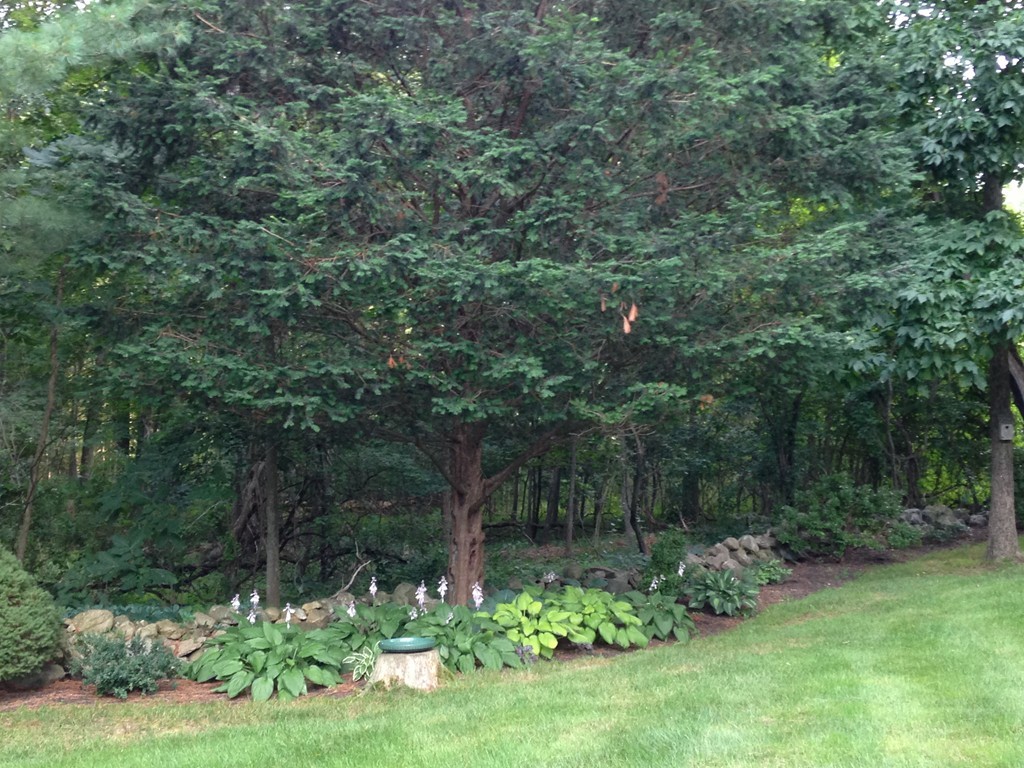 18 Woodside Road Topsfield, MA 01983 - Photo 29 of 30 a view of a lush green forest