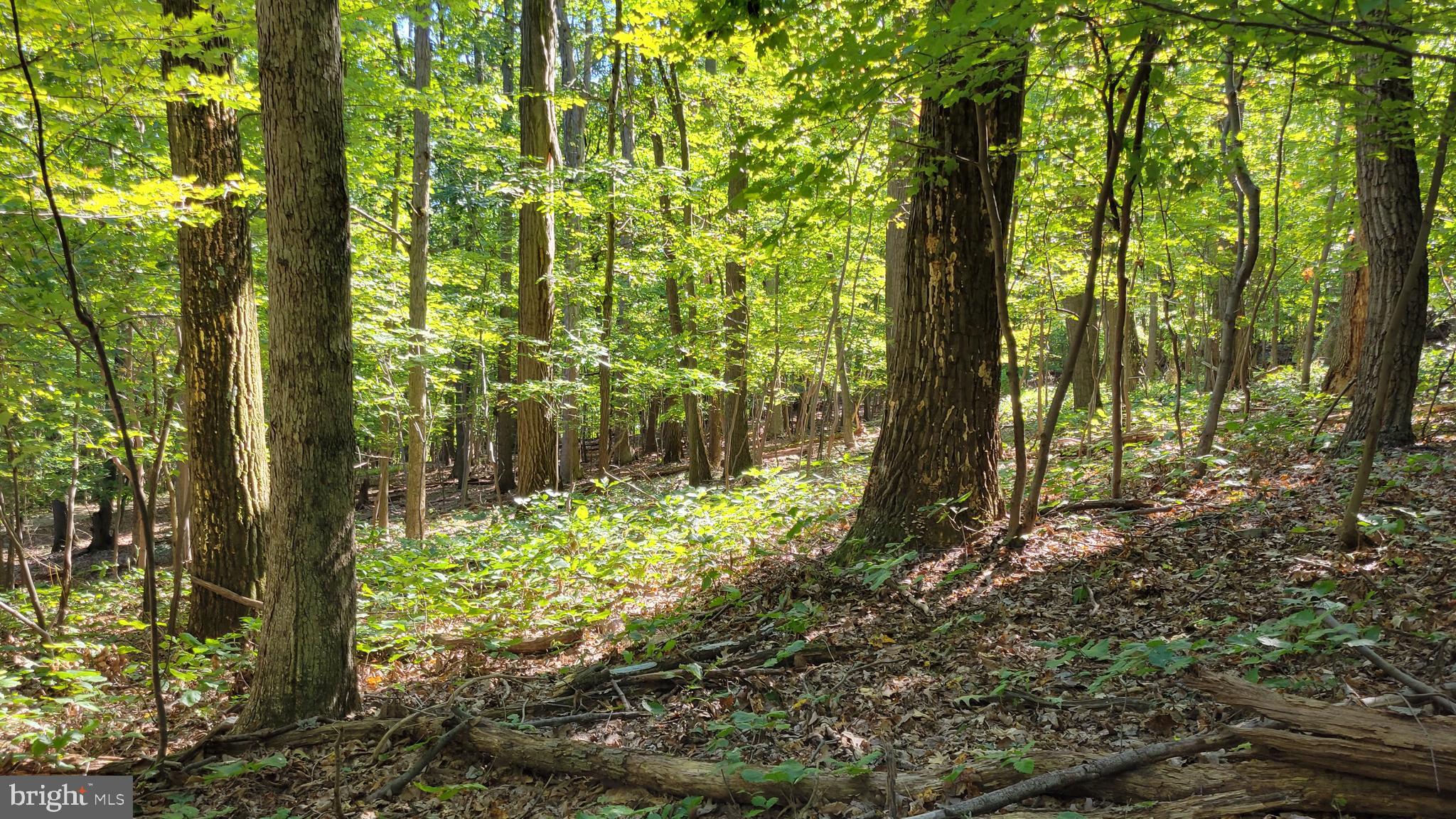 Edgemont Road Frederick, MD 21702 - Photo 12 of 16