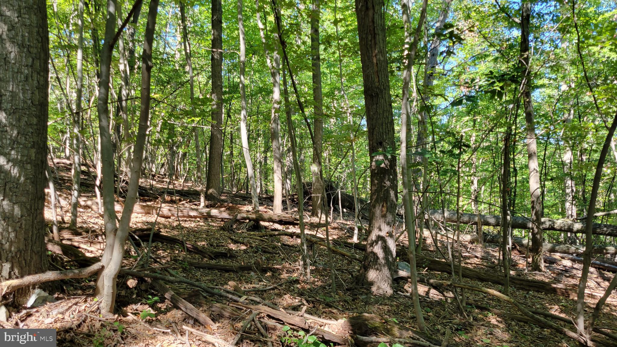 Edgemont Road Frederick, MD 21702 - Photo 13 of 16