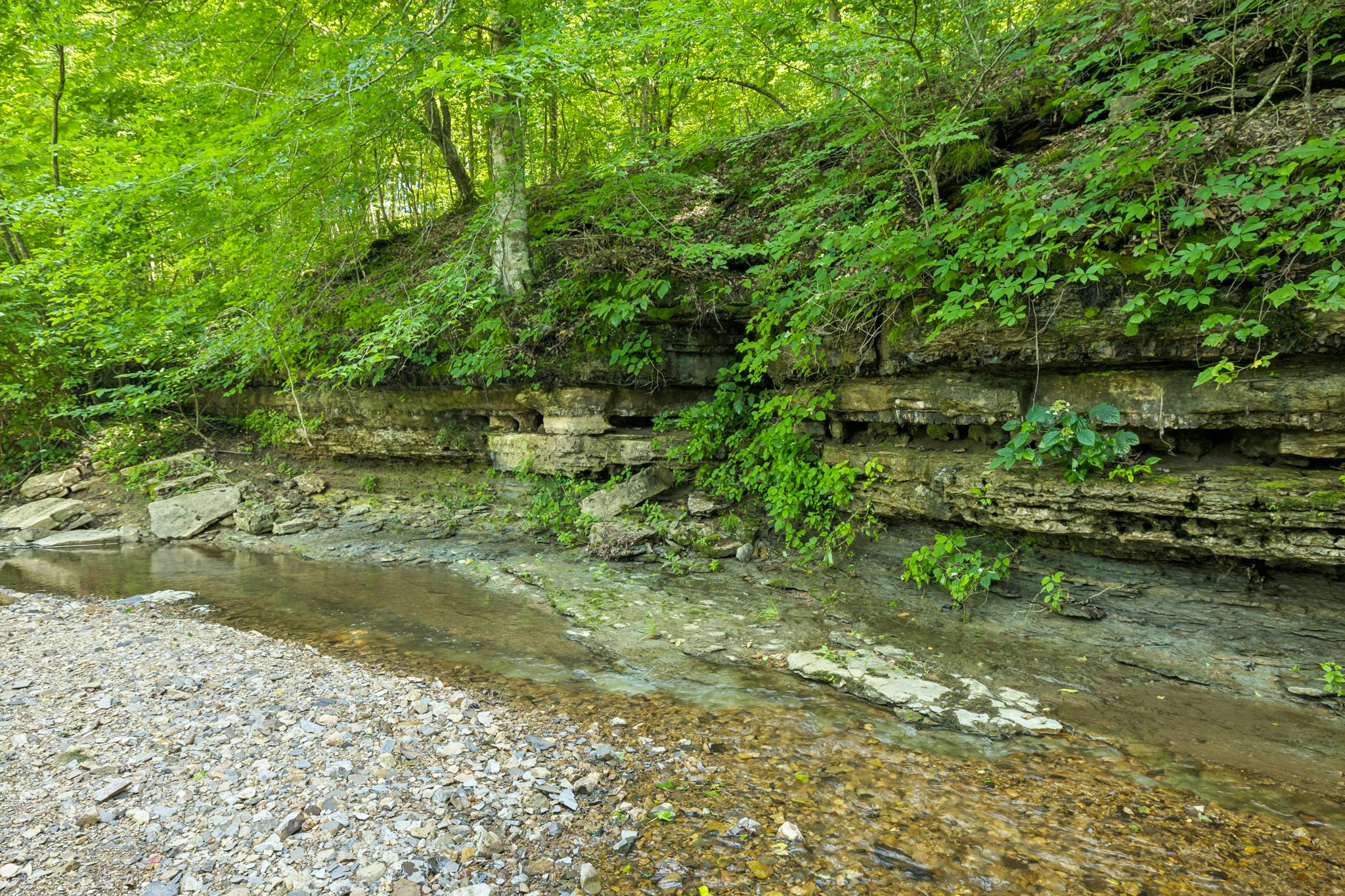 5185 Old Harding Road Fairview, TN 37062 - Photo 25 of 38 a view of a yard with a tree