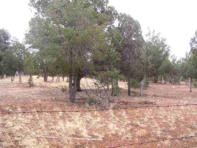 2113 Urias Road Clay Springs, AZ 85923 - Photo 1 of 5