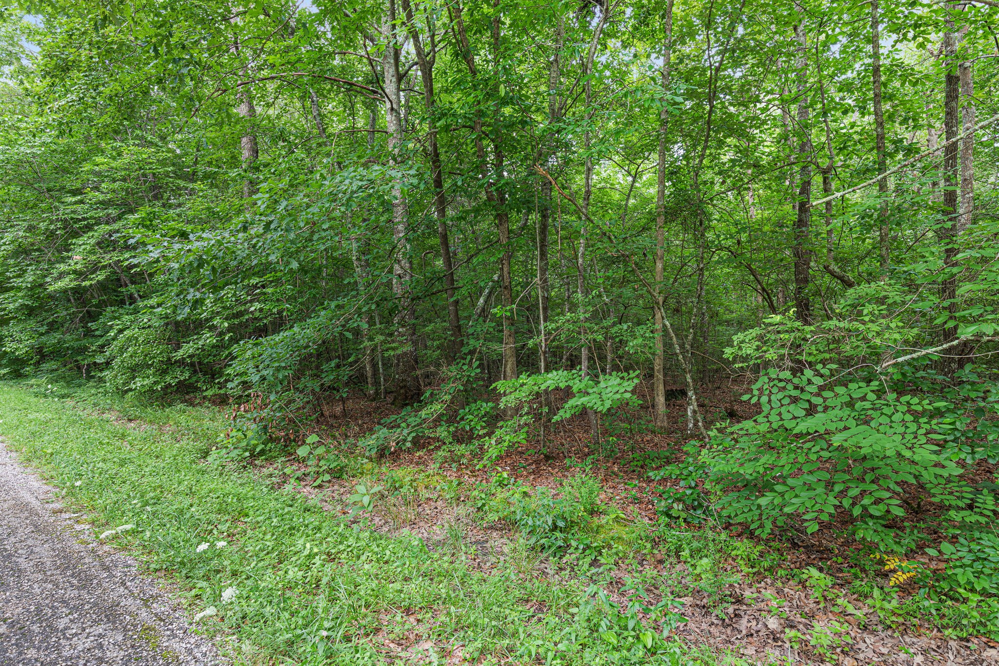 B Alice Boynton Road Manchester, TN 37355 - Photo 2 of 11 a view of a lush green forest