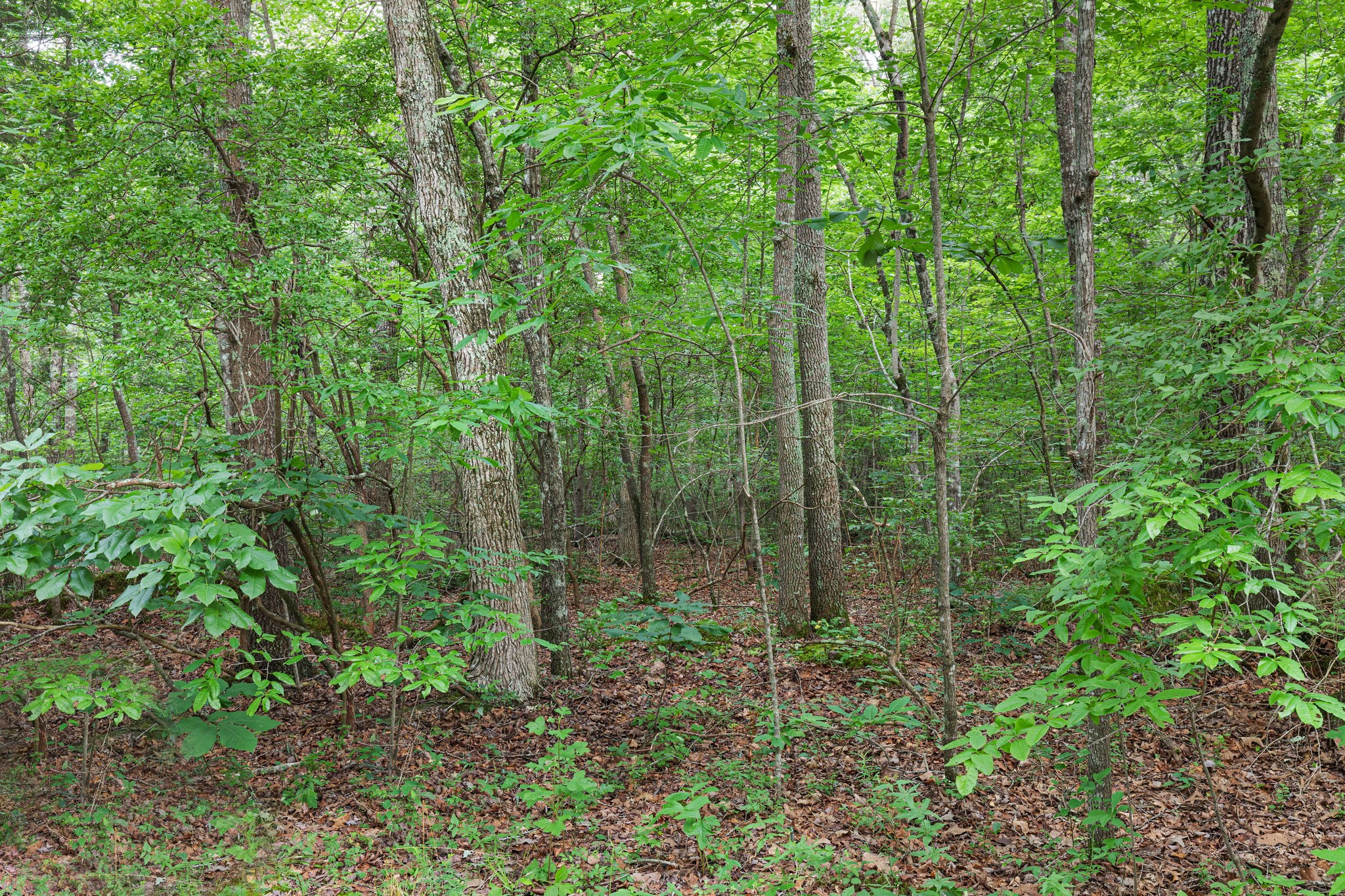 B Alice Boynton Road Manchester, TN 37355 - Photo 3 of 11 a view of forest