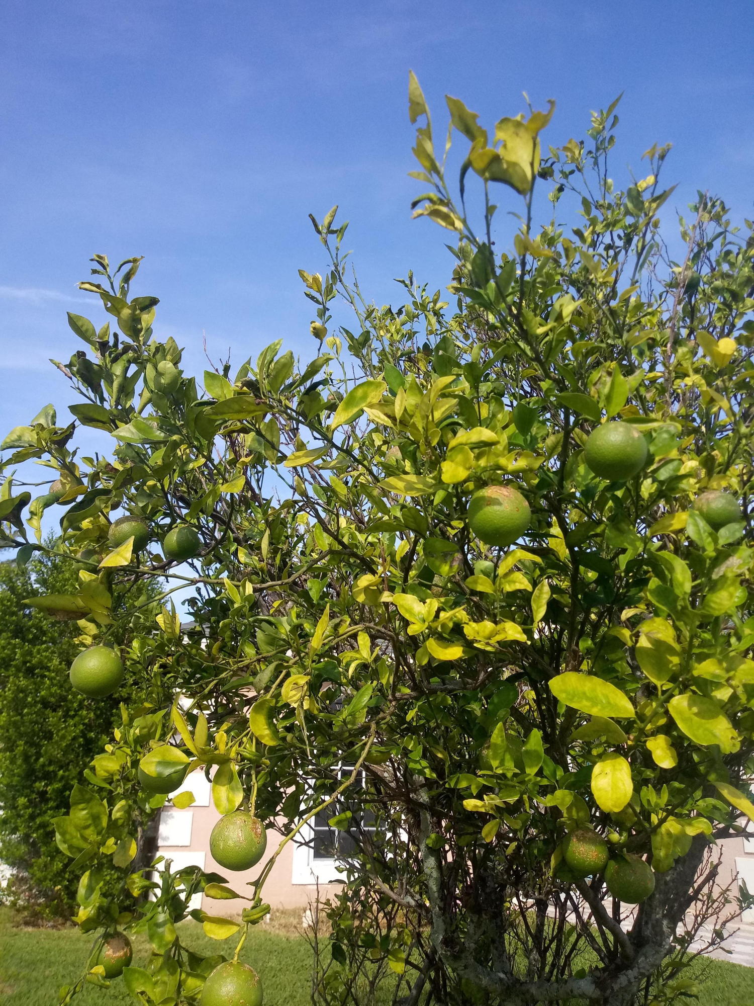 1127 Aviary Road Wellington, FL 33414 - Photo 4 of 40 Fresh lime tree