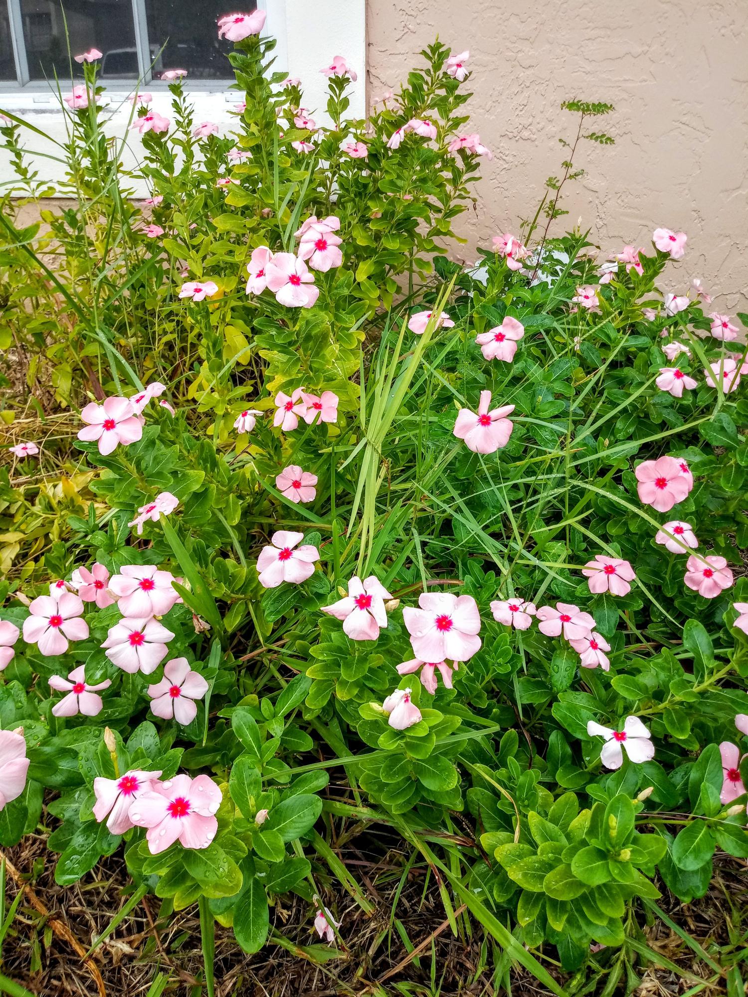 1127 Aviary Road Wellington, FL 33414 - Photo 5 of 40 Decorative Fresh Flowers