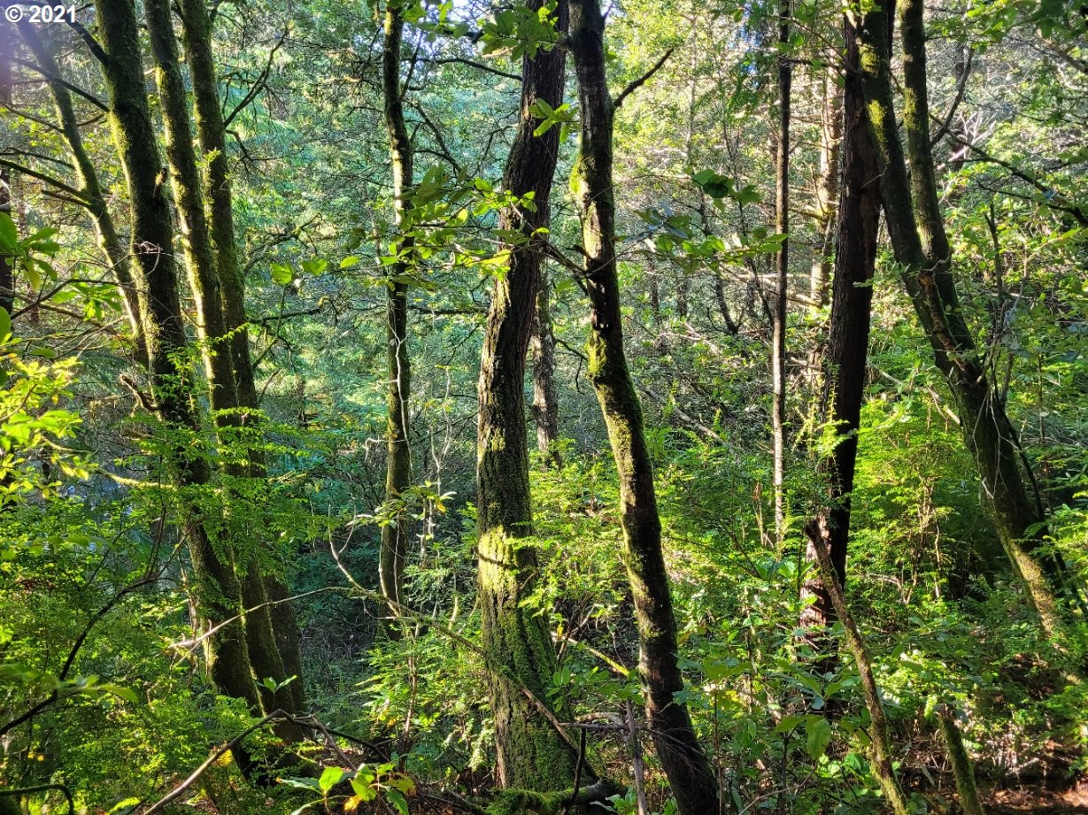 Old Mill Rd Port, Unit 9 Port Orford, OR 97465 - Photo 2 of 13 Gallery Image 2
