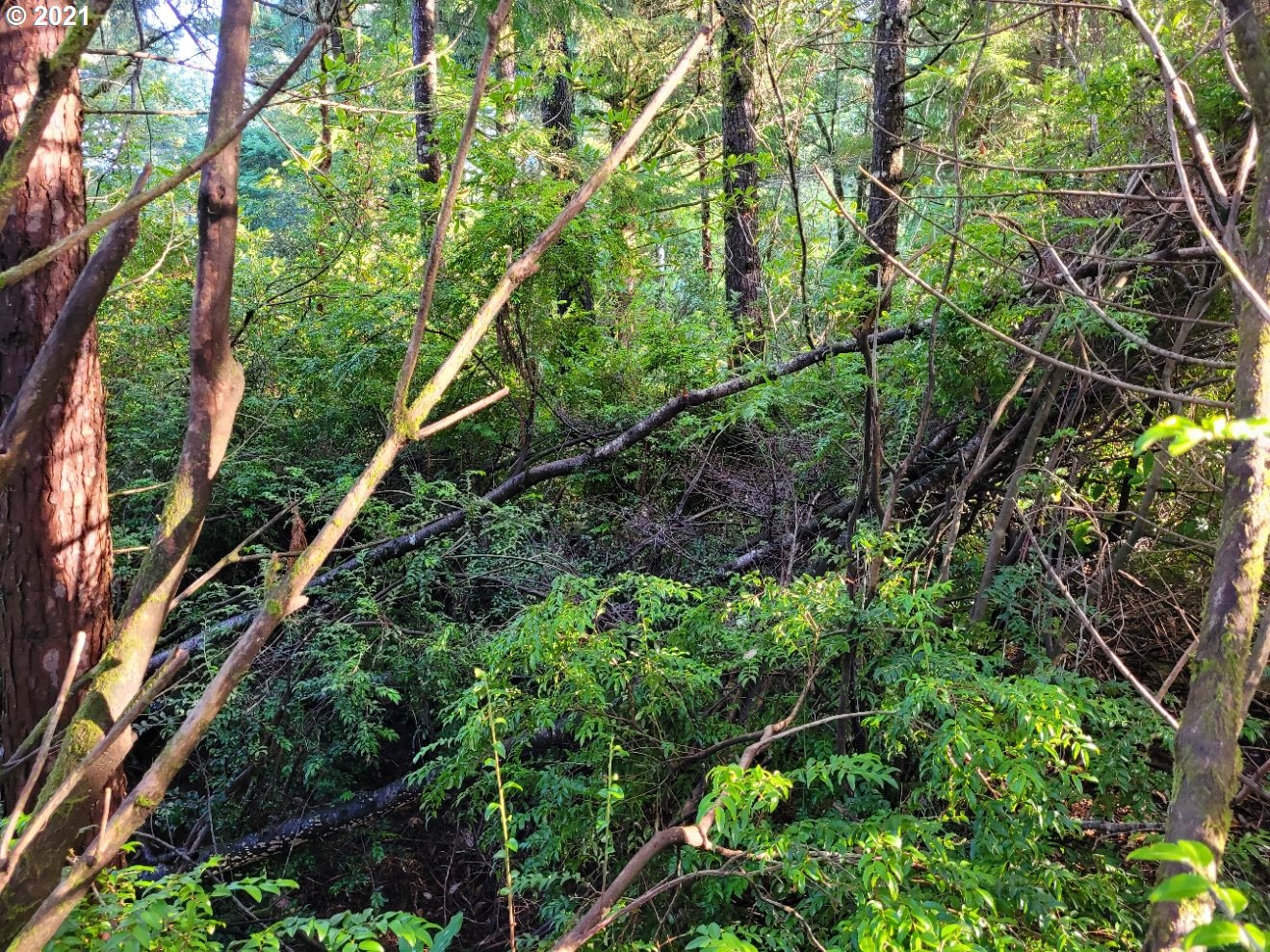 Old Mill Rd Port, Unit 9 Port Orford, OR 97465 - Photo 5 of 13 Gallery Image 5