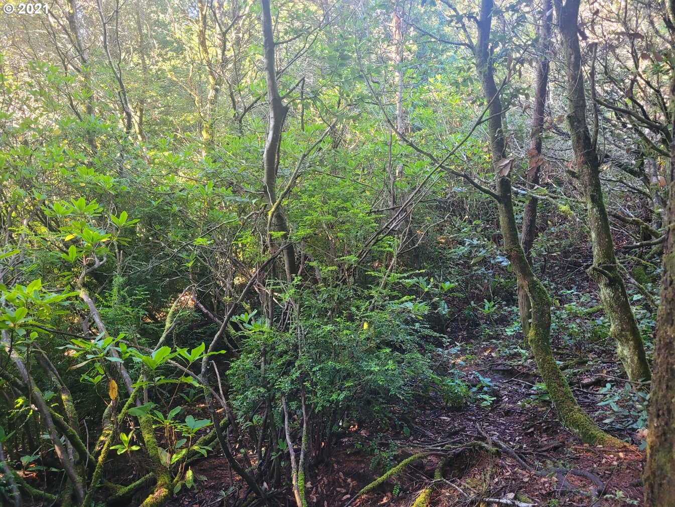 Old Mill Rd Port, Unit 9 Port Orford, OR 97465 - Photo 10 of 13 Gallery Image 10