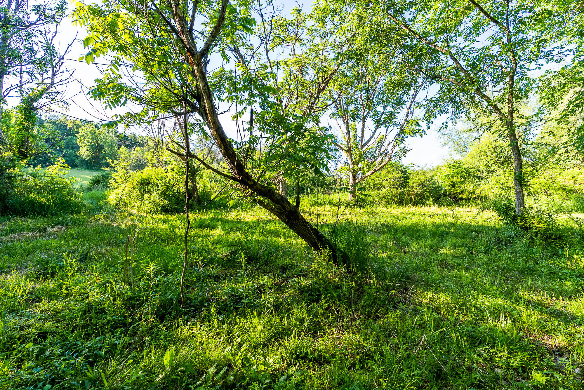 Lt0 Denzer Road North Freedom, WI 53951 - Photo 26 of 68 Sauk-County-WI-54-Acres-Land-For-Sale-26