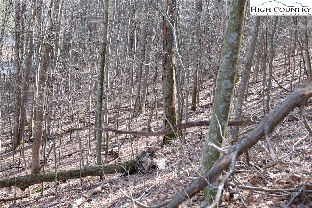 Lot 6 Twin Rivers Drive Boone, NC 28607 - Photo 16 of 20 a picture of trees